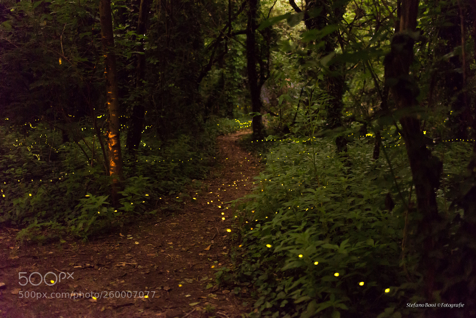 Nikon D610 sample photo. The way of the photography