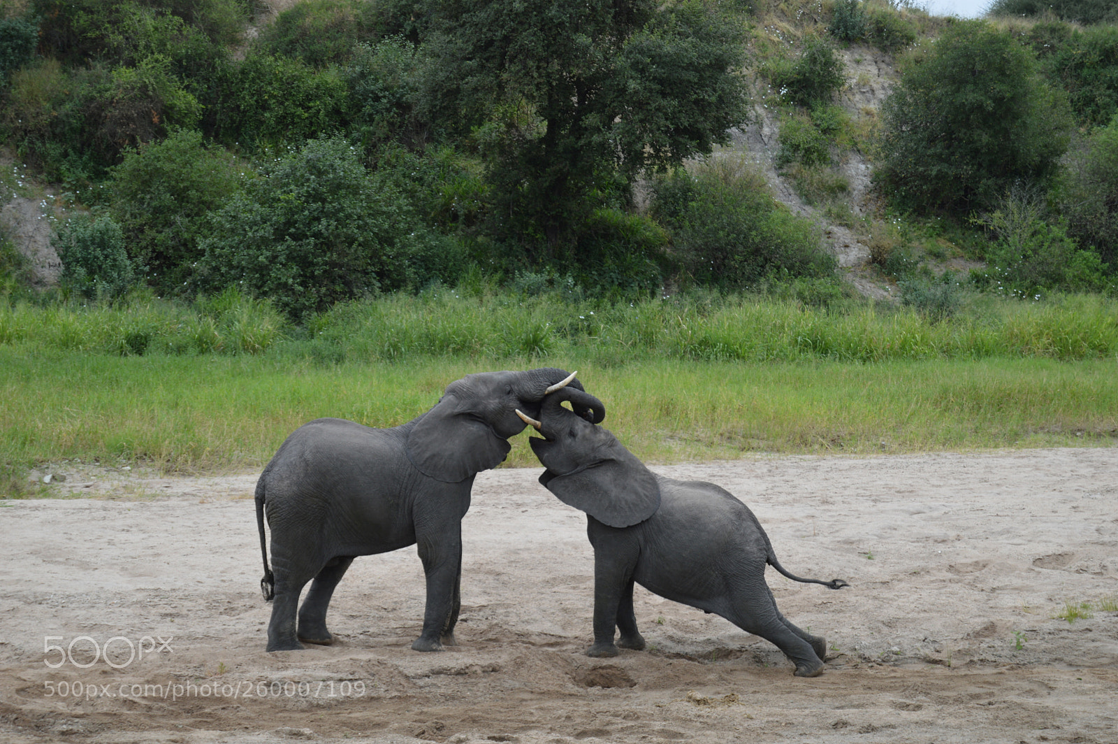 Nikon D3200 sample photo. Young elephants playing photography