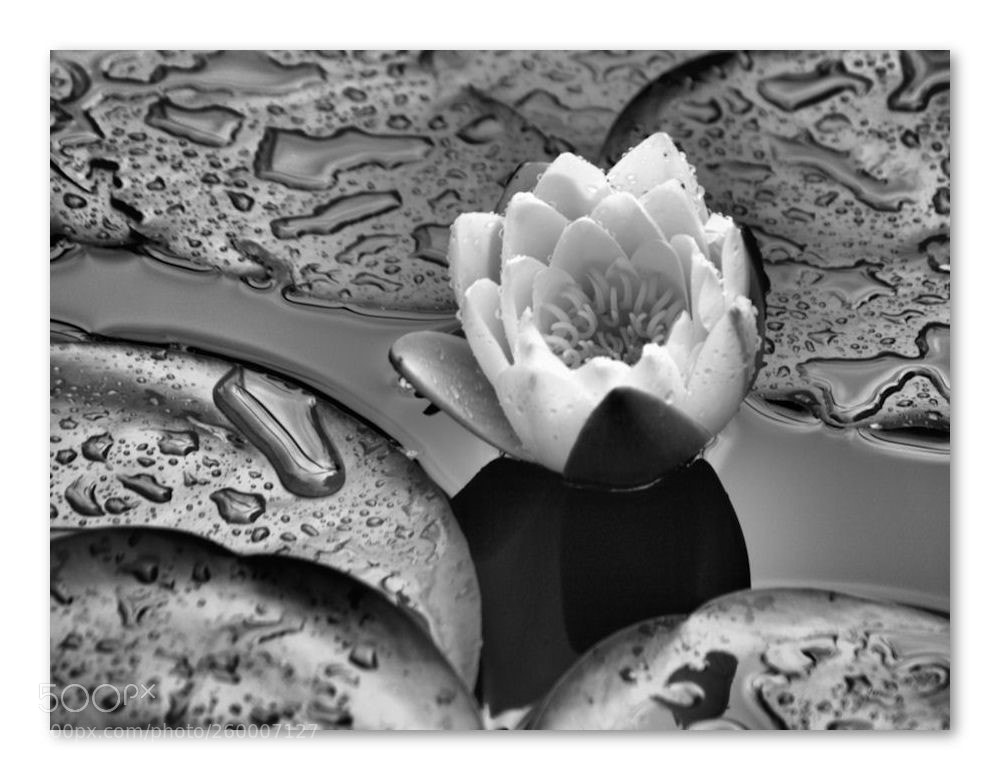Olympus E-500 (EVOLT E-500) sample photo. Water lily in b photography