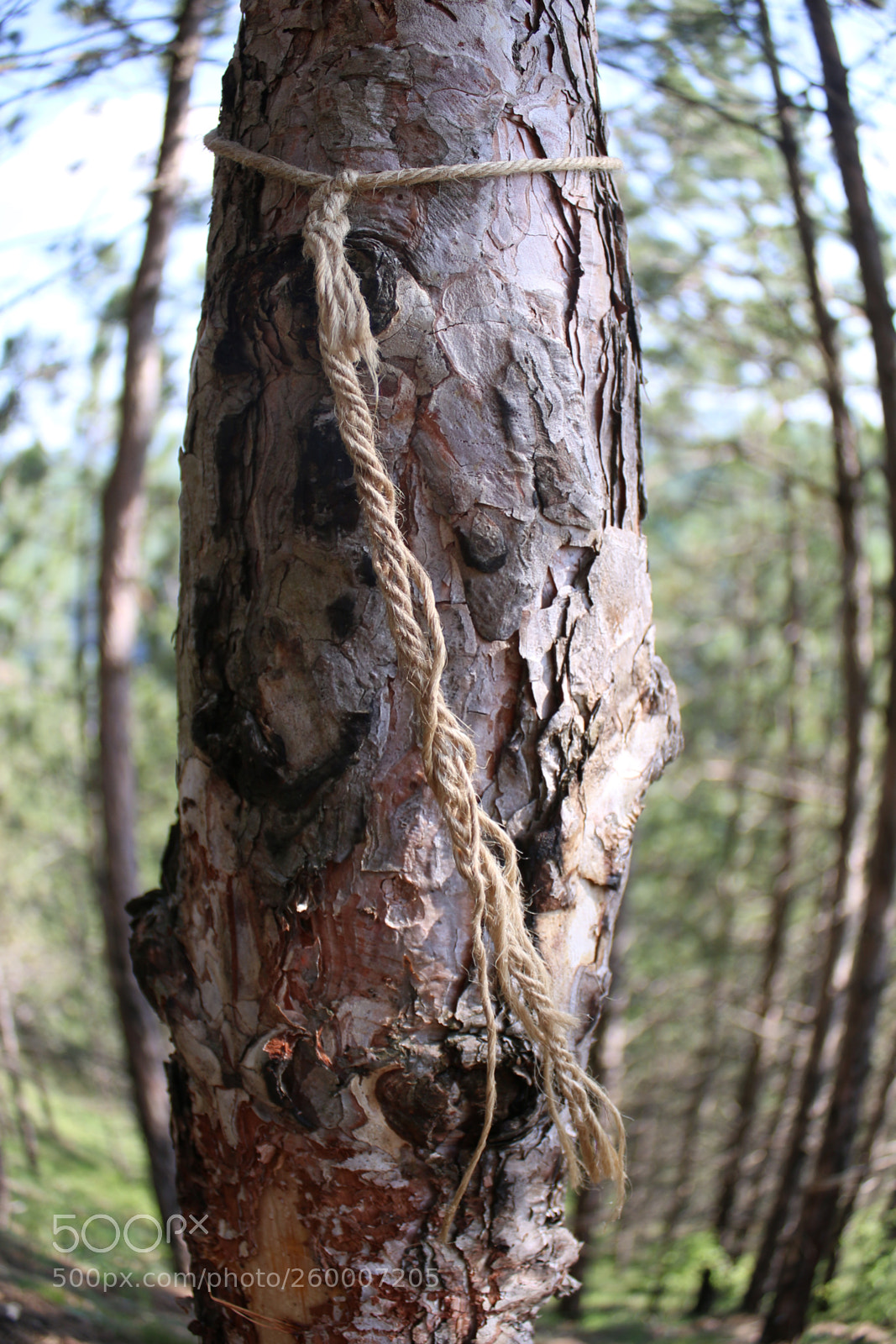 Canon EOS 70D sample photo. Tree photography