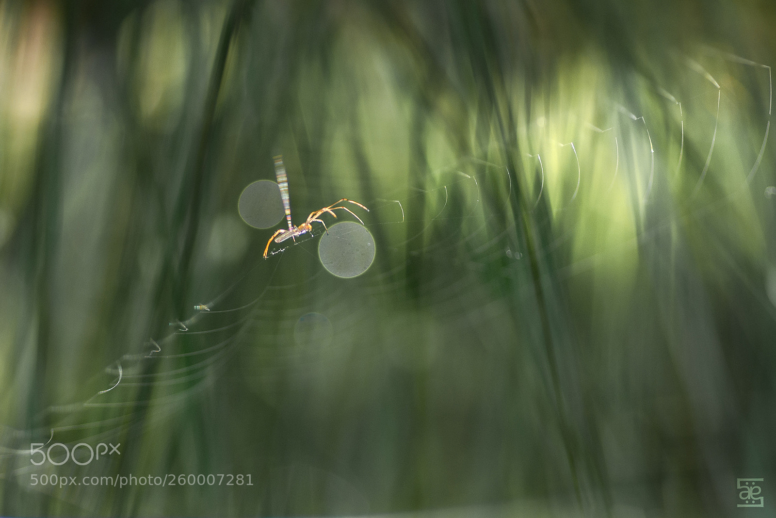 Nikon D610 sample photo. La tisseuse de bonne photography