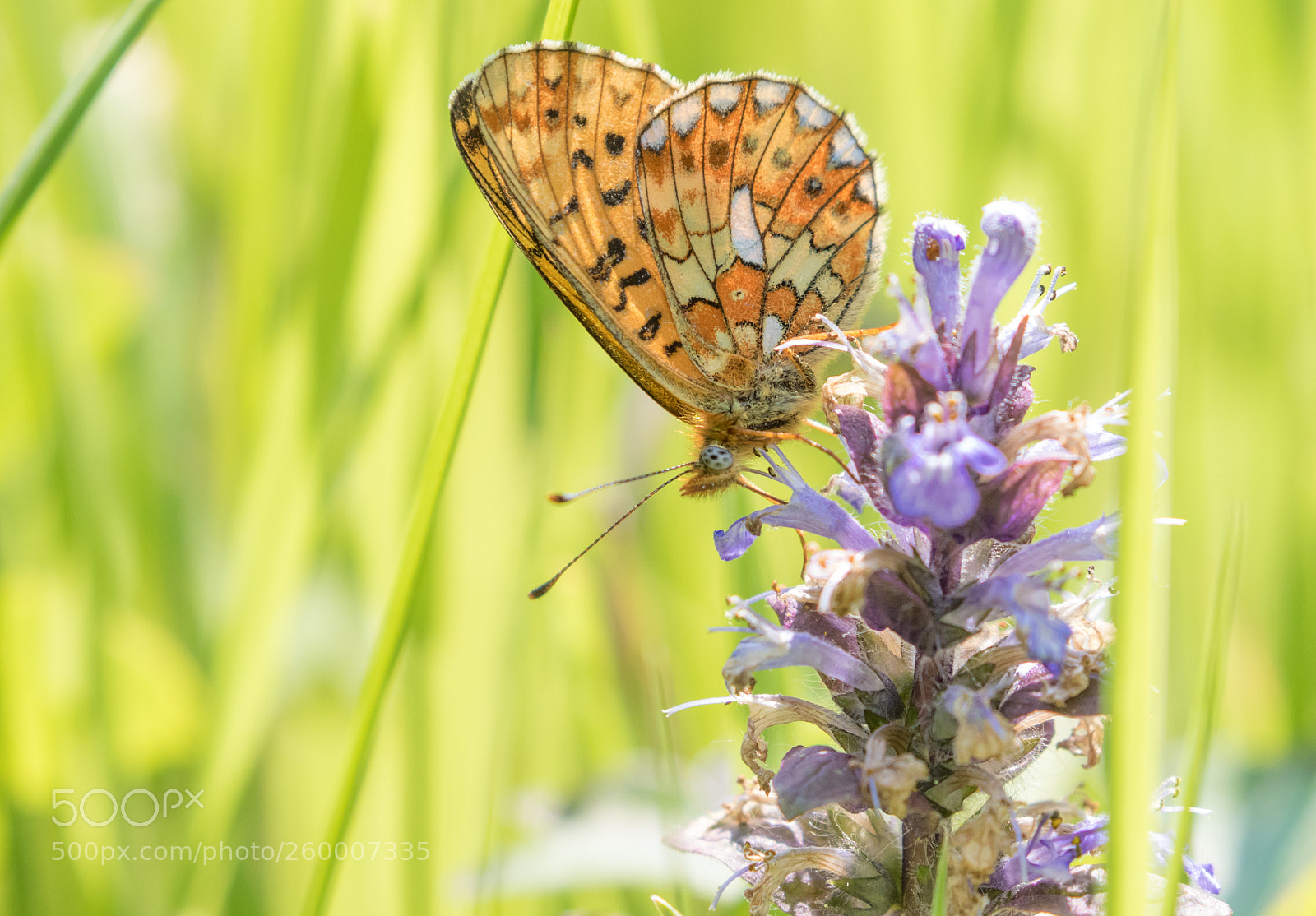 Canon EOS 7D Mark II sample photo. © lauren tucker photography photography