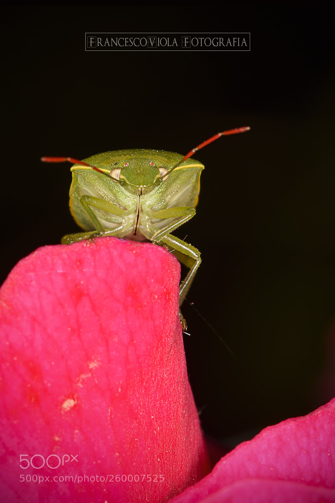 Nikon D7100 sample photo. Microworld photography