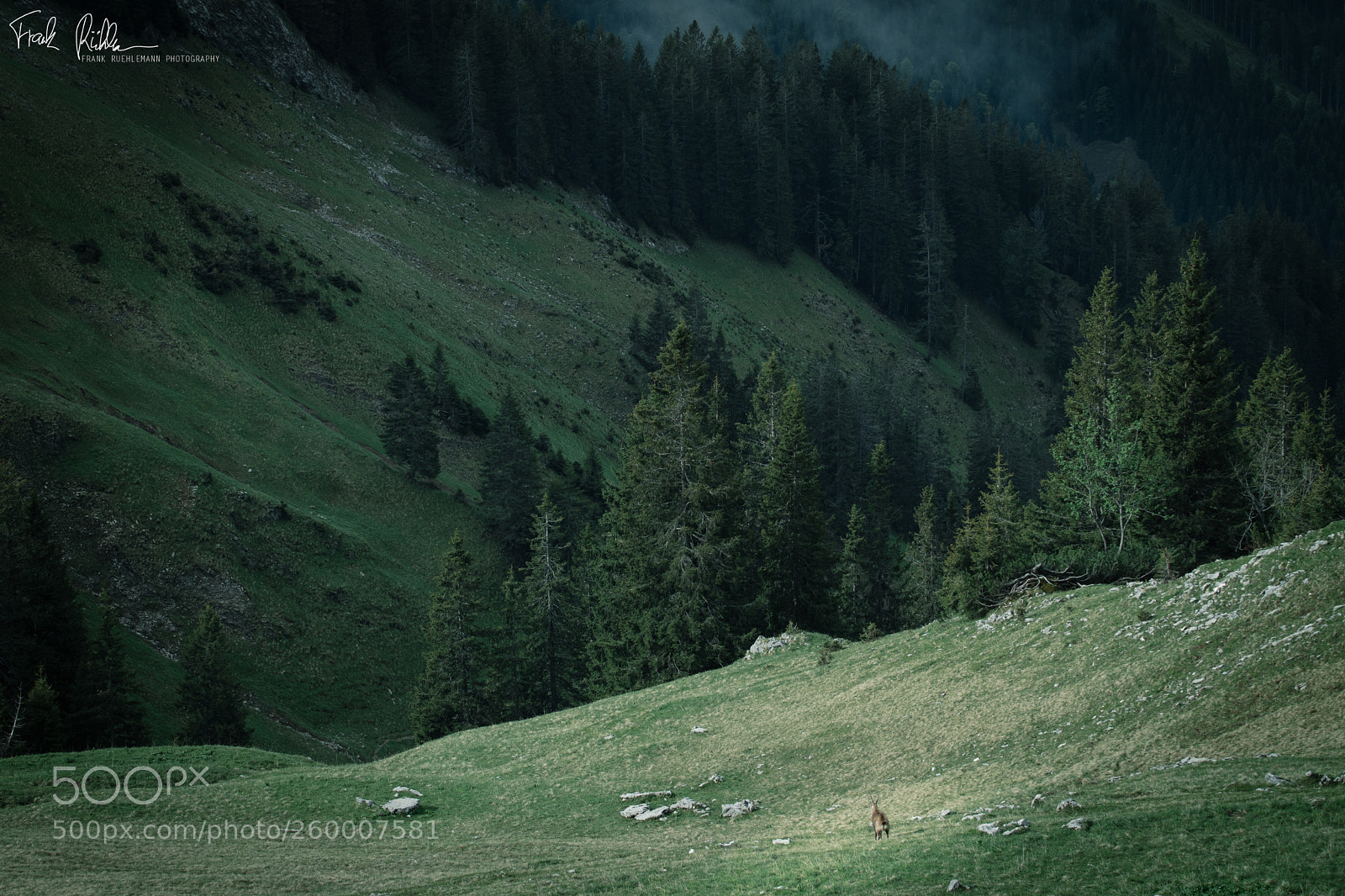 Canon EOS 80D sample photo. A lonely deer catching photography