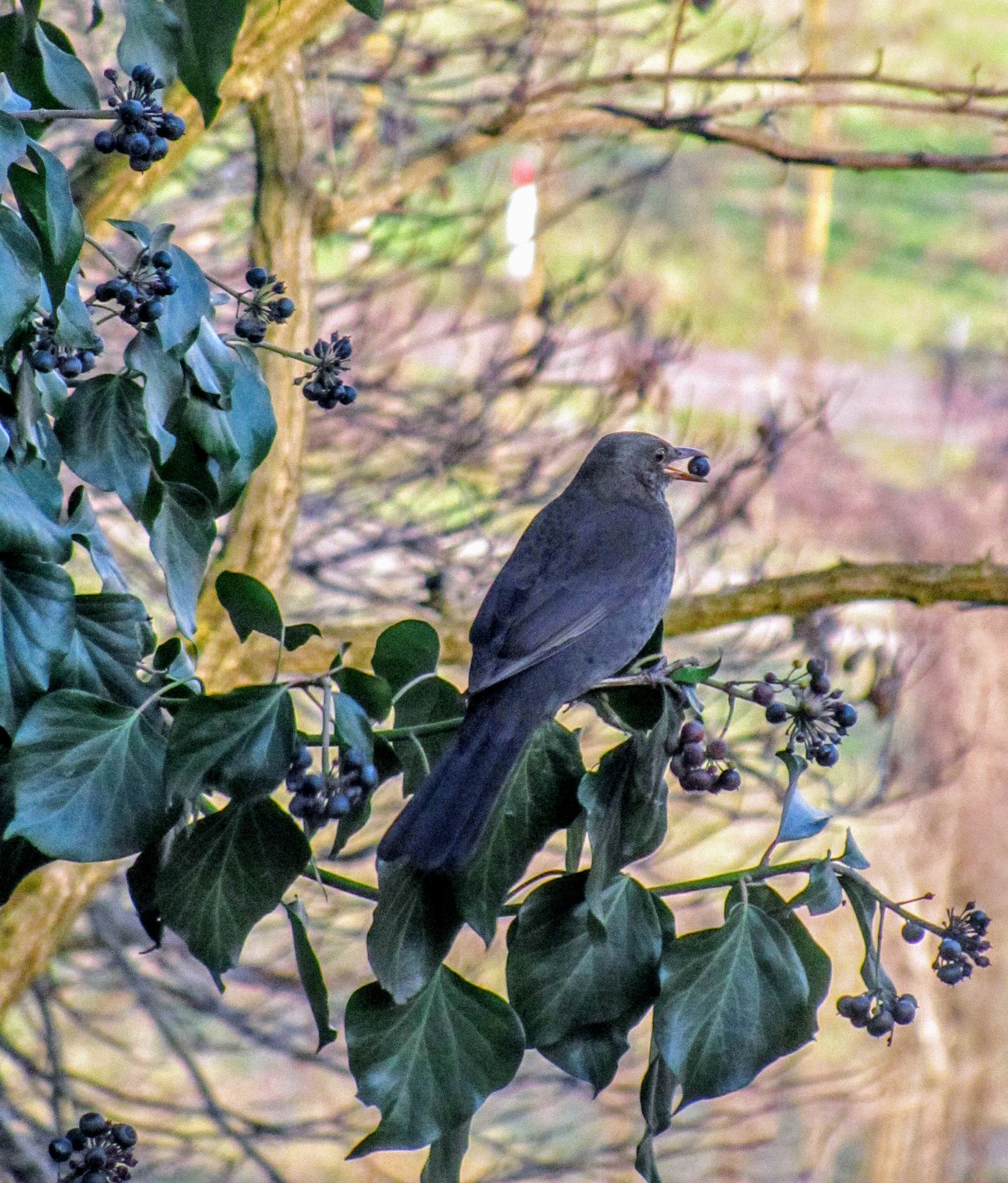 Canon PowerShot SX210 IS sample photo. Lunch time bird photography