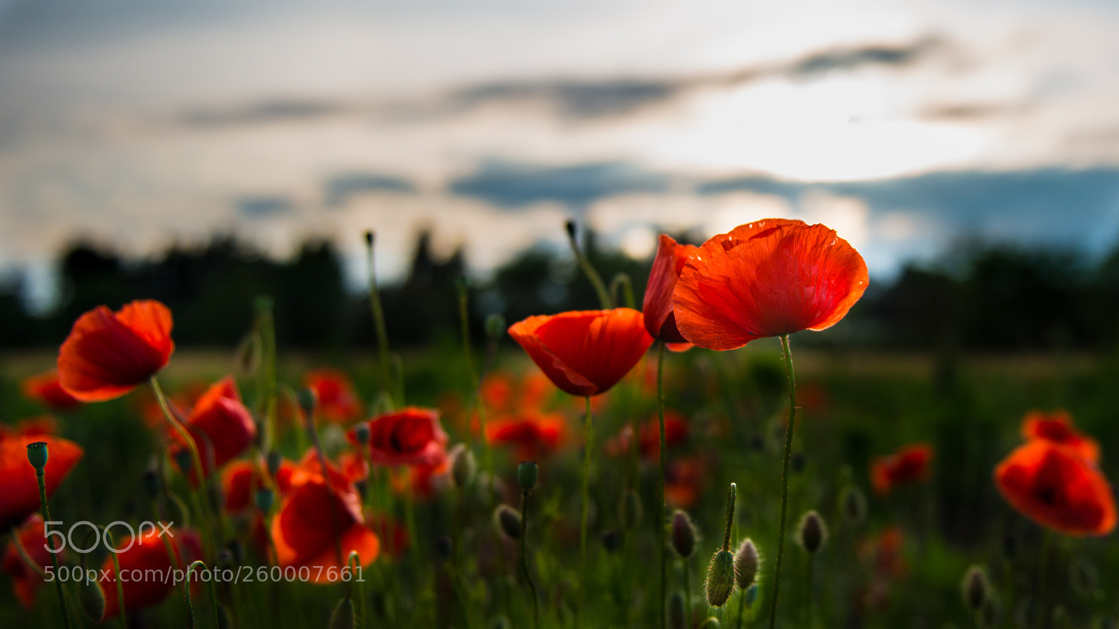 Nikon D800 sample photo. Sono mille papaveri rossi. photography