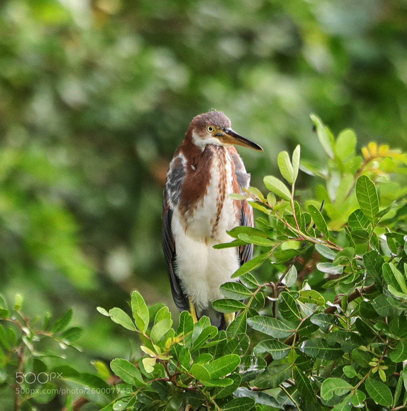 Canon EOS-1D X Mark II sample photo. 05-29-18-0020315.jpg photography