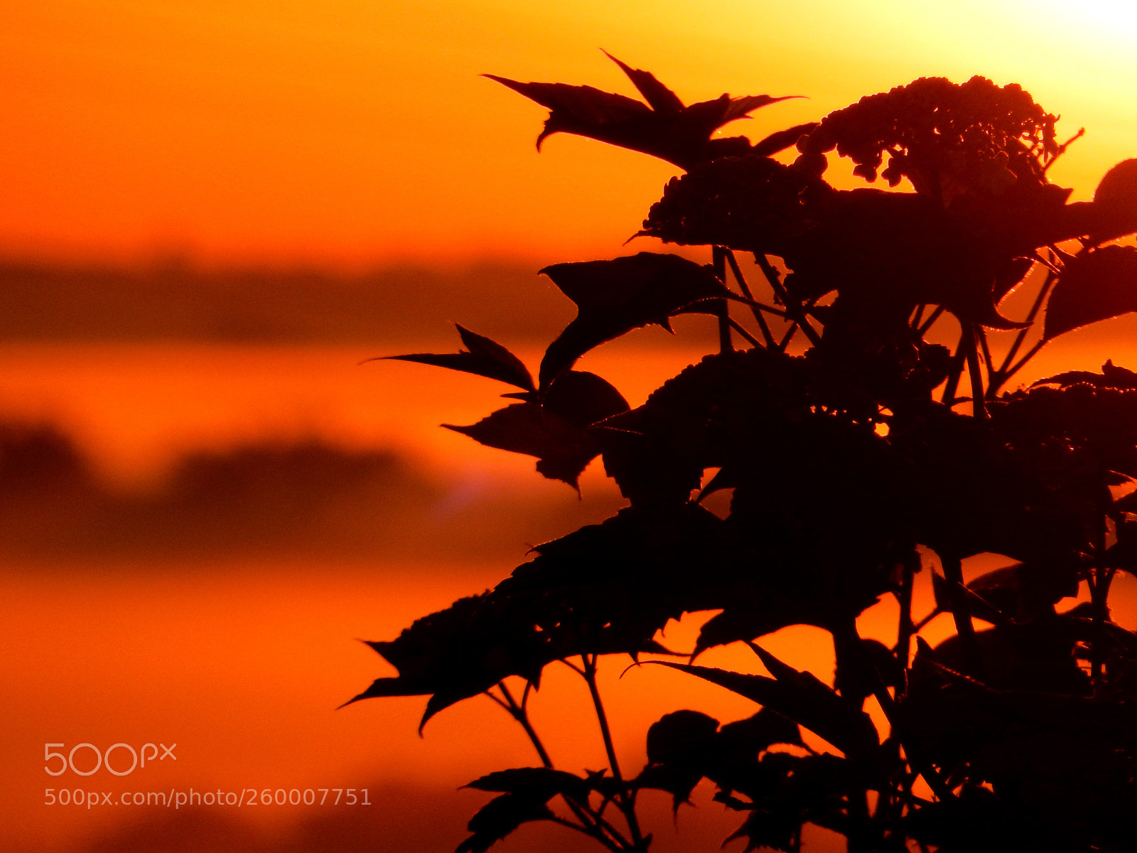 Nikon Coolpix S9900 sample photo. Plant silhouette sunrise photography