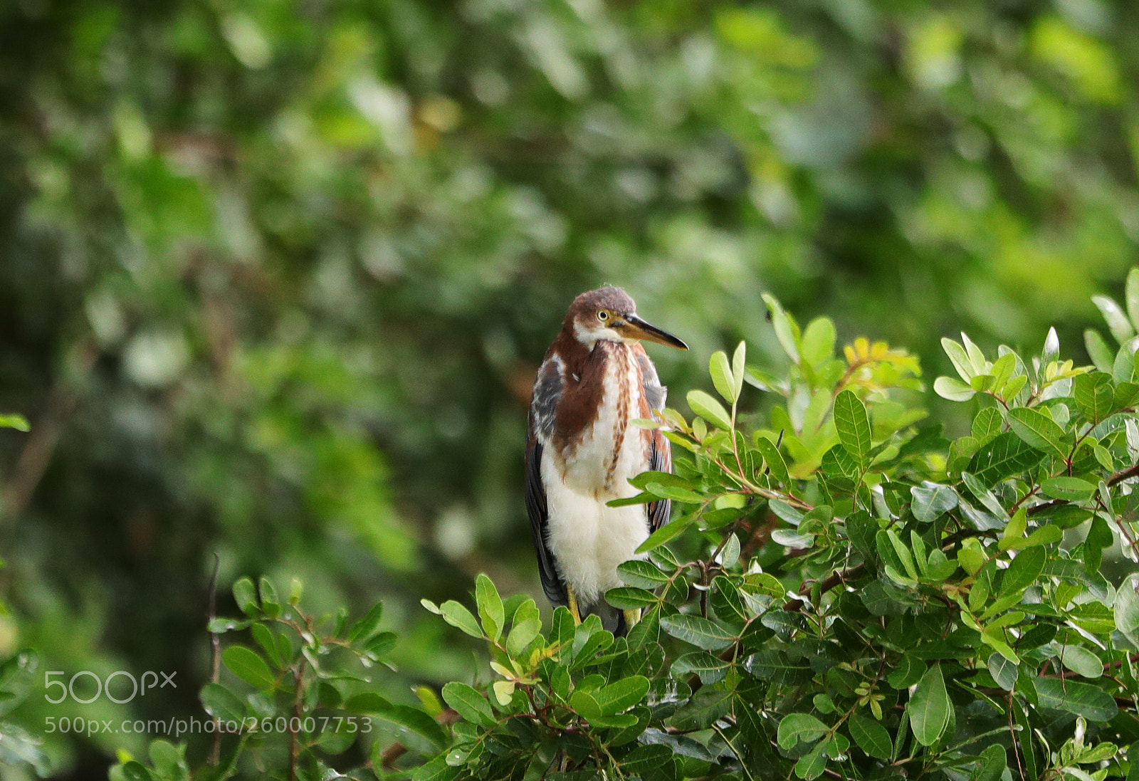 Canon EOS-1D X Mark II sample photo. 05-29-18-0020316.jpg photography
