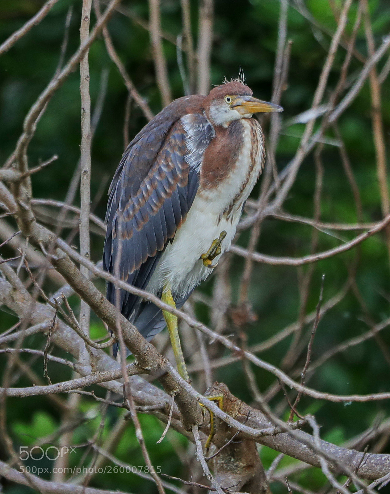 Canon EOS-1D X Mark II sample photo. 05-29-18-0020313.jpg photography