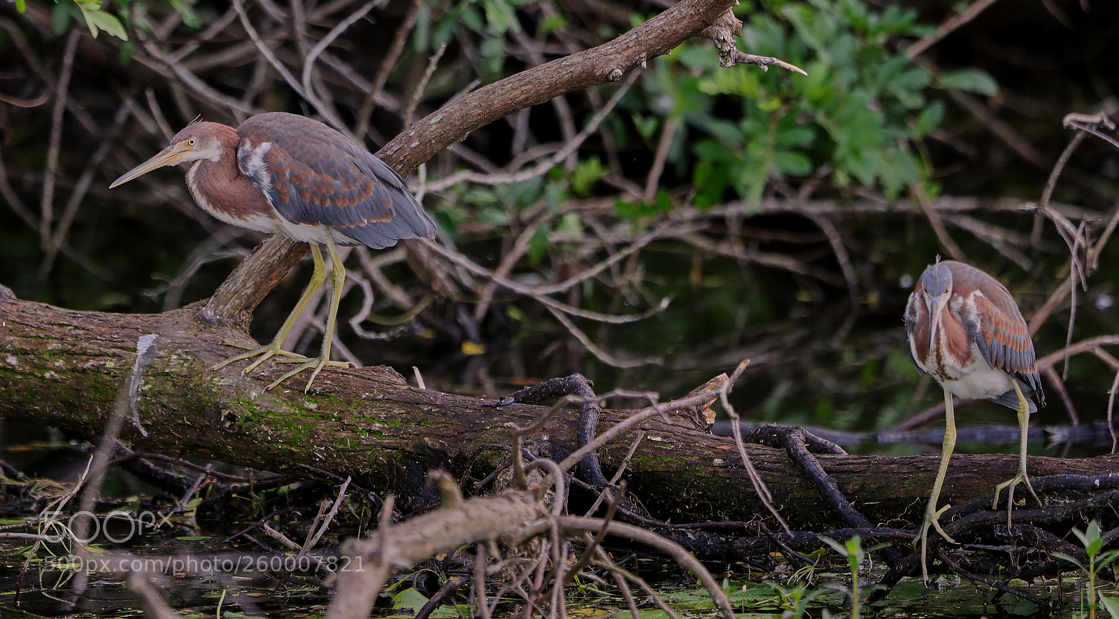 Canon EOS-1D X Mark II sample photo. 05-29-18-0020308.jpg photography