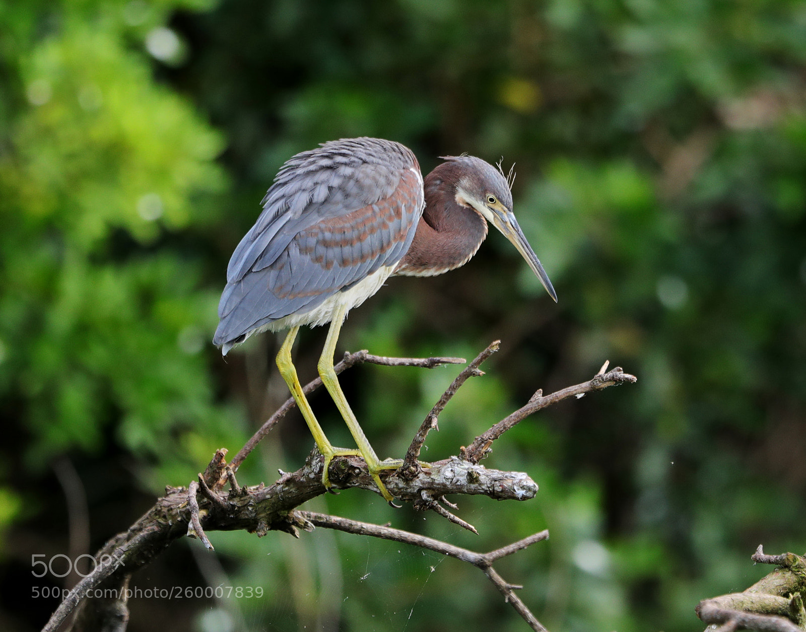 Canon EOS-1D X Mark II sample photo. 05-29-18-0020298.jpg photography