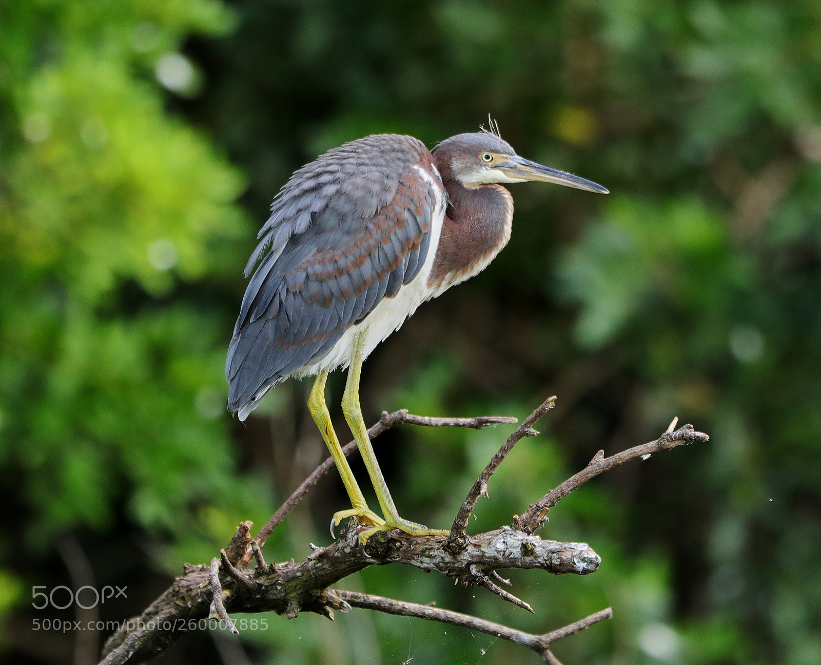 Canon EOS-1D X Mark II sample photo. 05-29-18-0020297.jpg photography