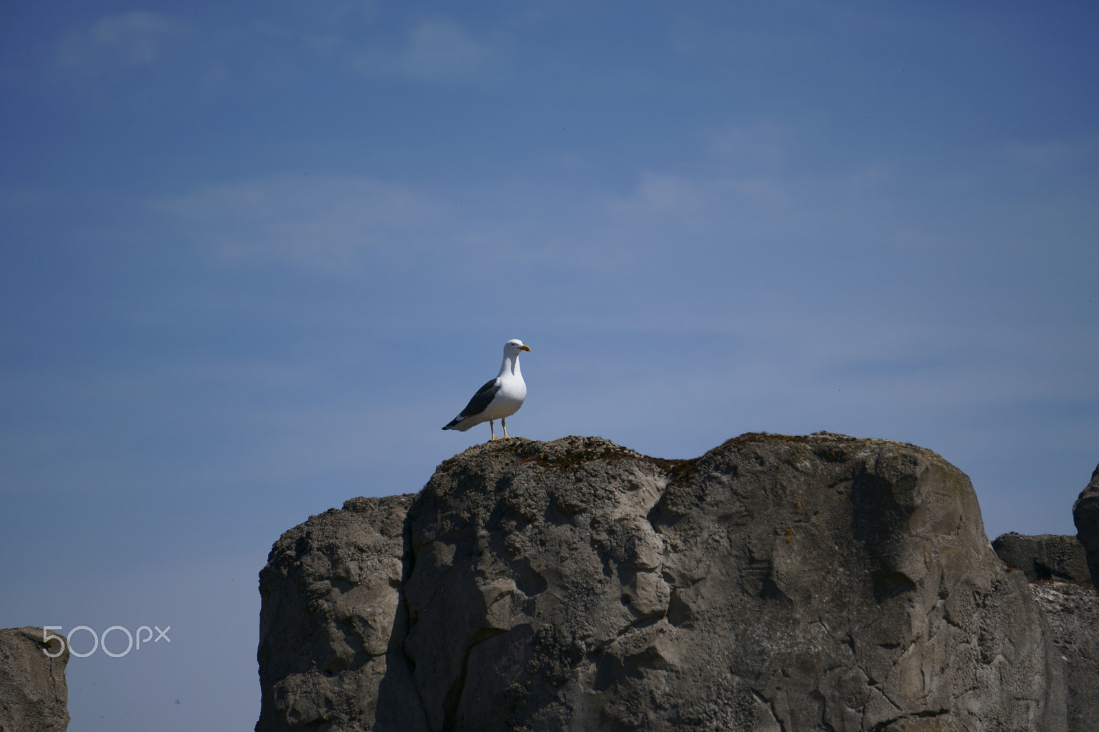 Sony a6300 + Sony E 55-210mm F4.5-6.3 OSS sample photo. Möwe auf fels photography