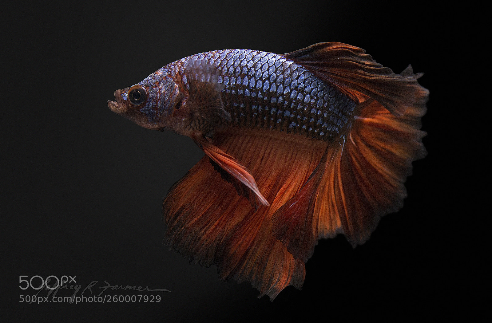 Canon EOS 70D sample photo. Chiaroscuro betta* photography