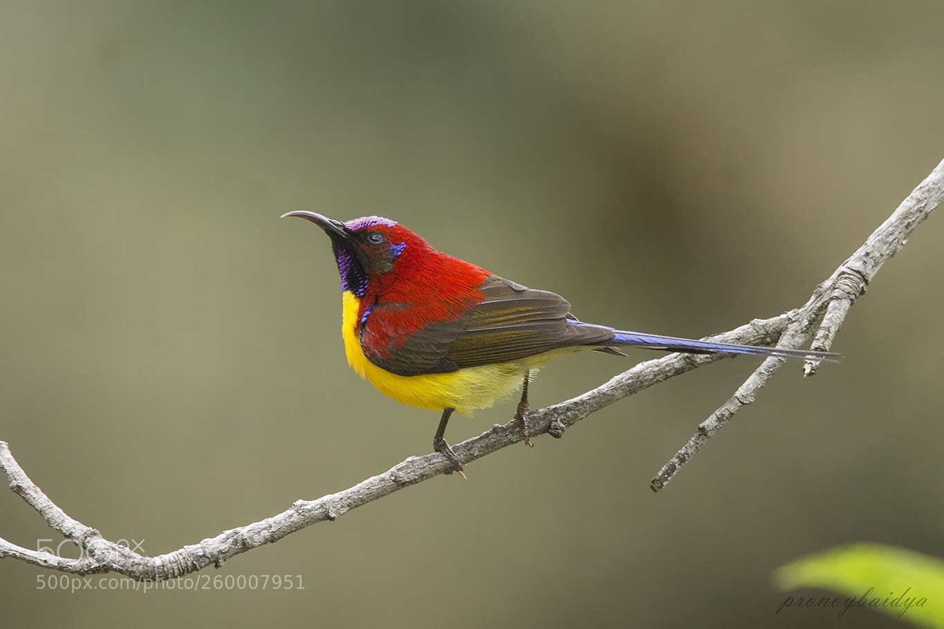 Canon EOS 1100D (EOS Rebel T3 / EOS Kiss X50) sample photo. Mrs. gould's sunbird photography