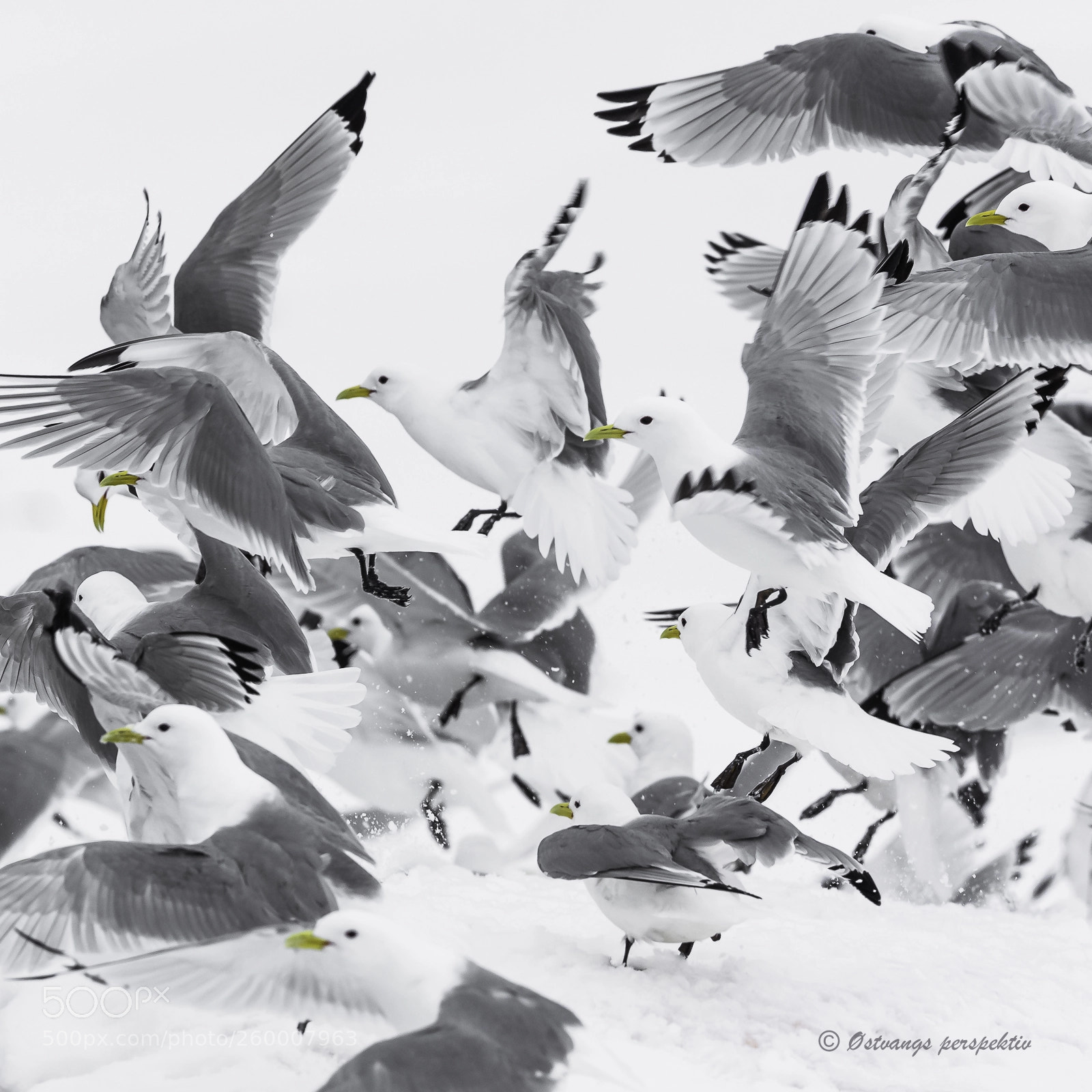 Canon EOS-1D X sample photo. Kittiwakes, kongsfjorden, spitsbergen photography