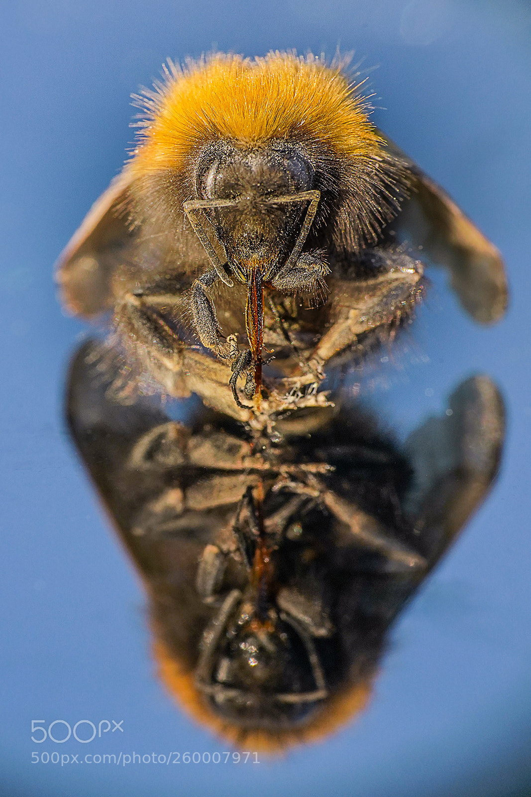 Sony a7 III sample photo. My first macro photography