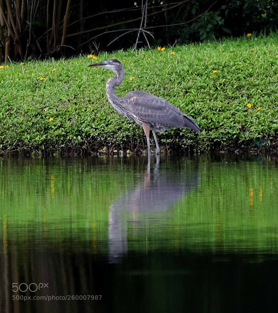 Canon EOS-1D X Mark II sample photo. 05-29-18-0020223.jpg photography
