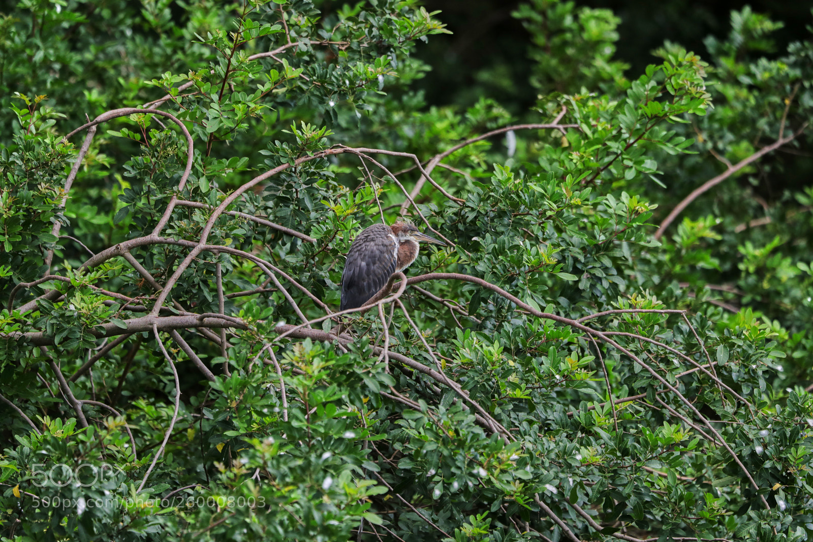 Canon EOS-1D X Mark II sample photo. 05-29-18-0020331.jpg photography
