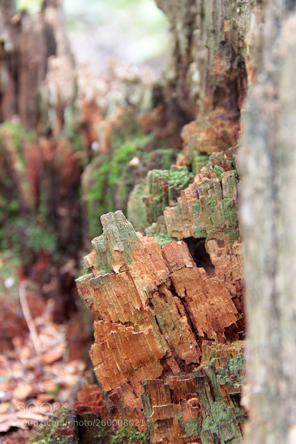 Canon EOS 60D sample photo. Img photography