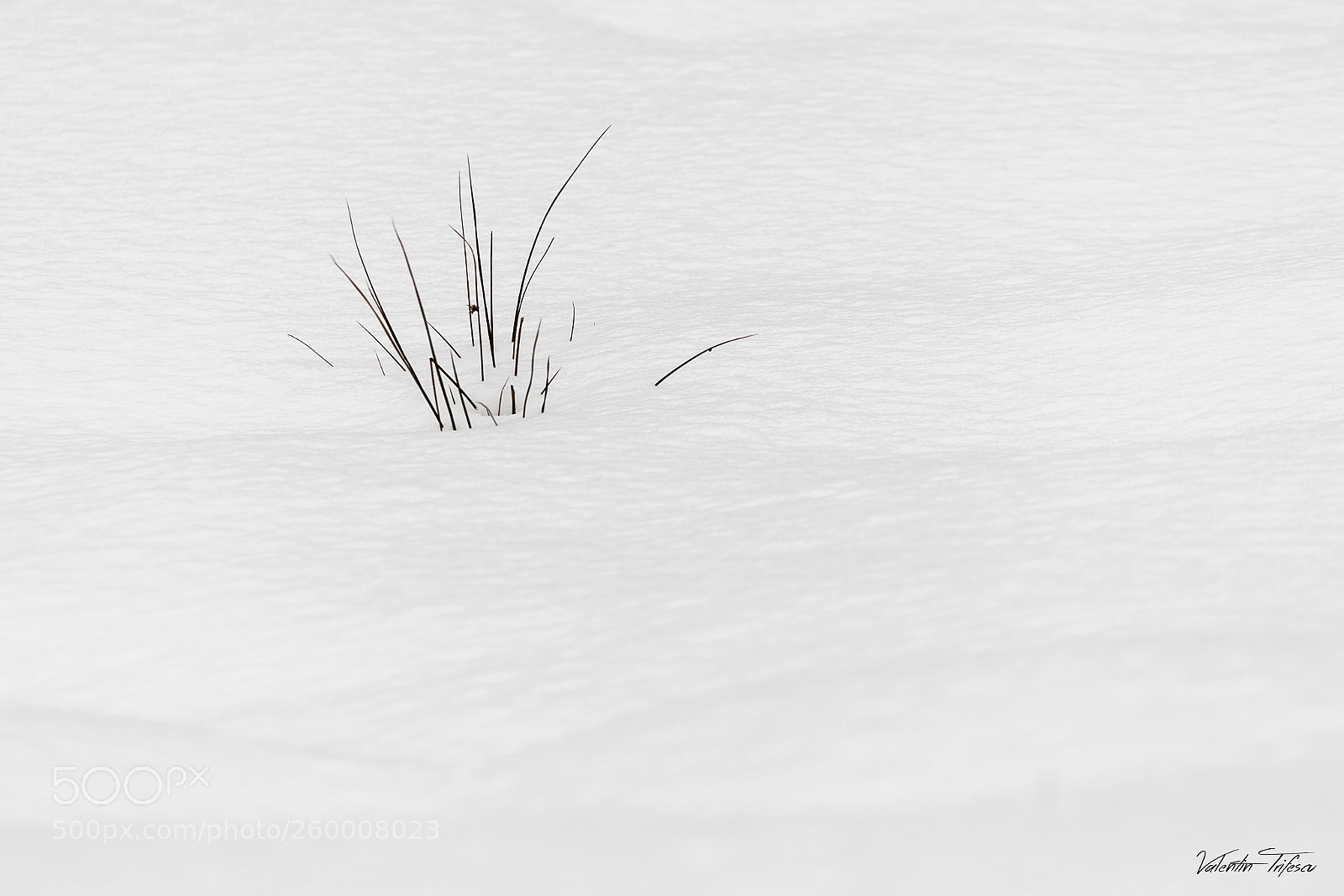 Nikon D500 sample photo. White minimalism... photography