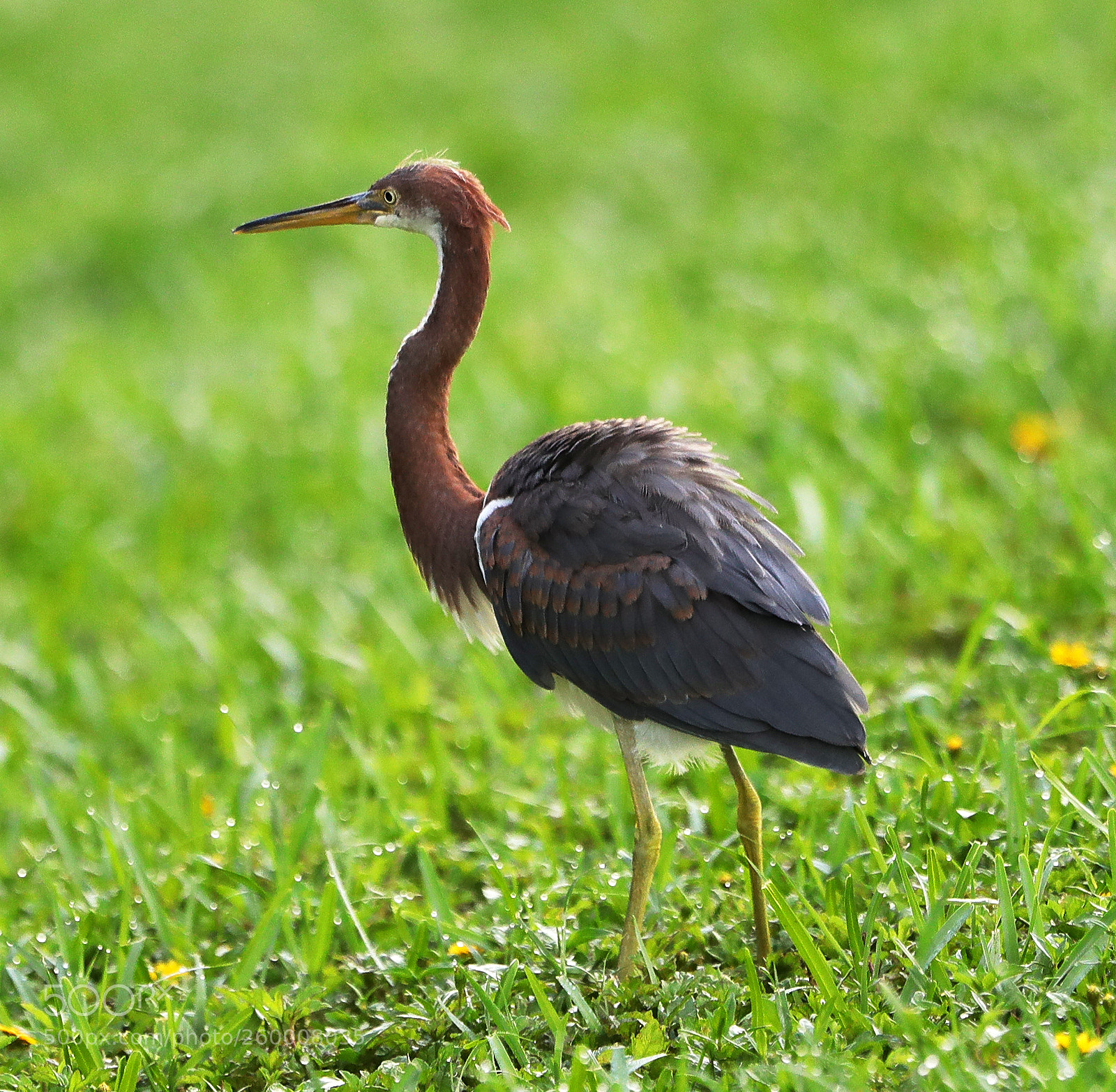 Canon EOS-1D X Mark II sample photo. 05-29-18-0020311.jpg photography