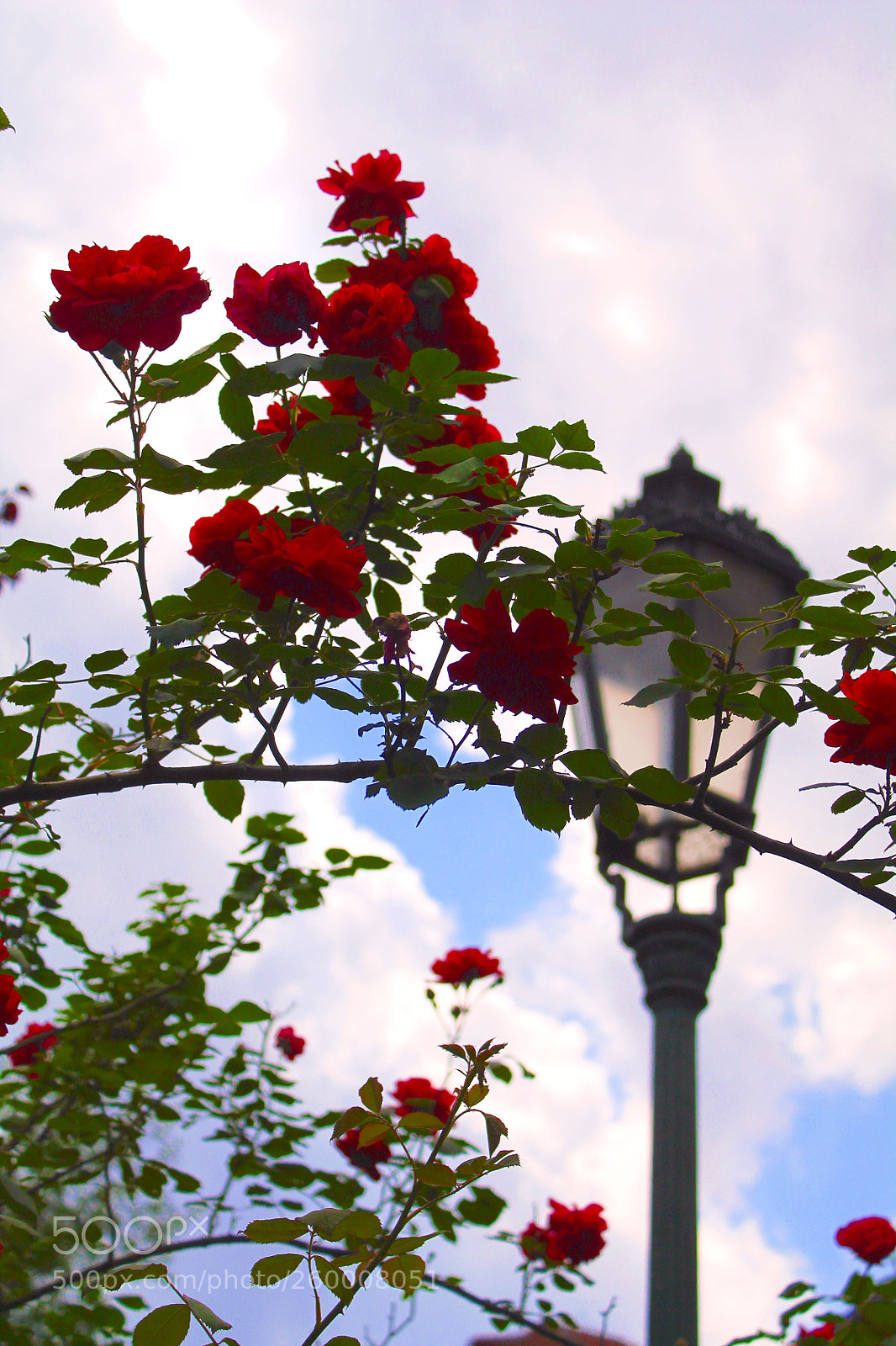 Canon EOS 1100D (EOS Rebel T3 / EOS Kiss X50) sample photo. Flowers and a street photography