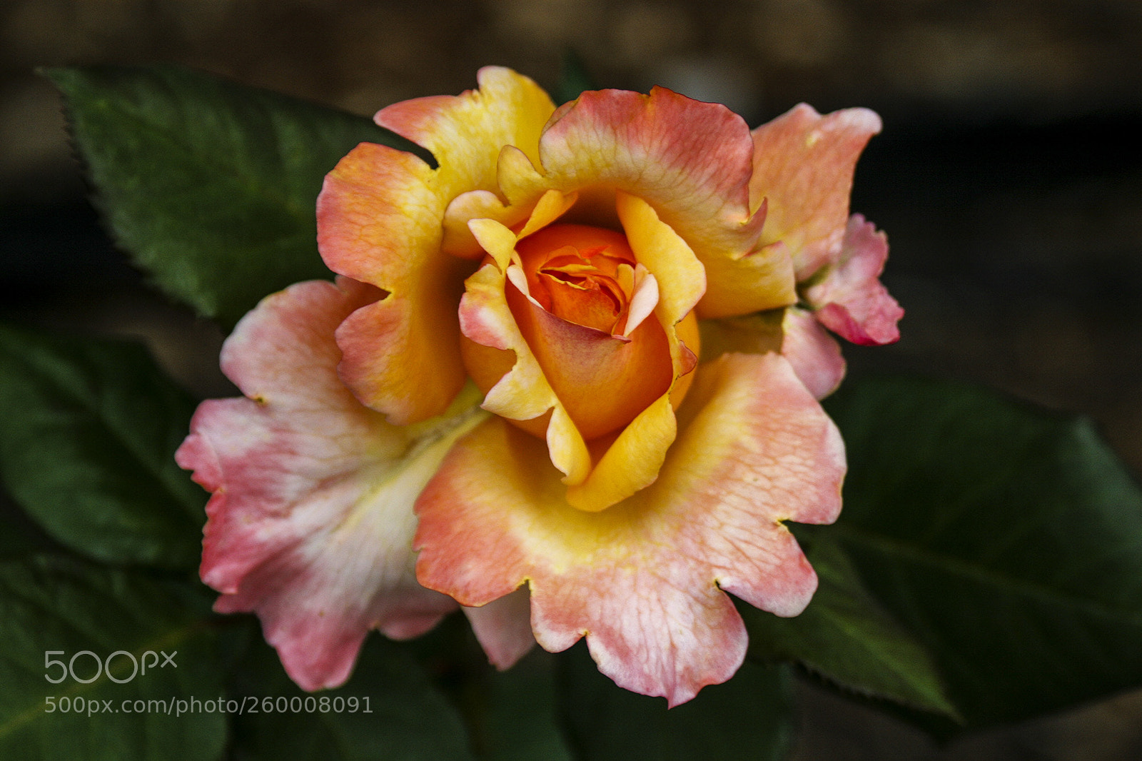 Canon EOS 20D sample photo. May rose photography