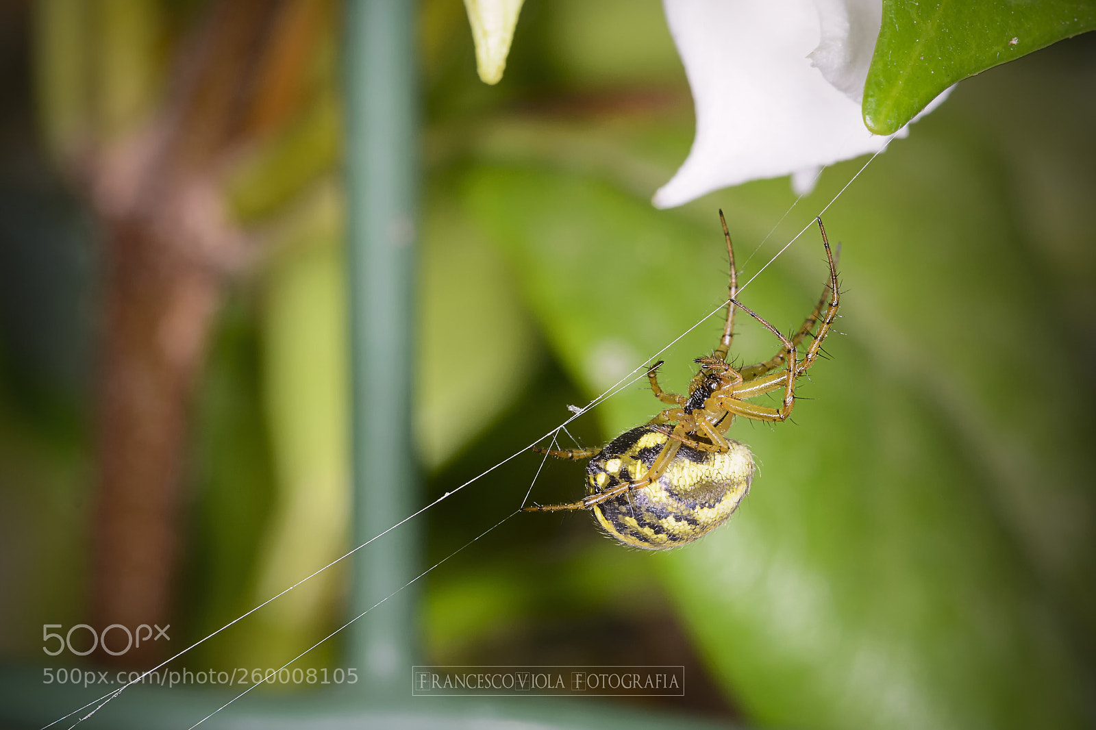 Nikon D7100 sample photo. Spider photography