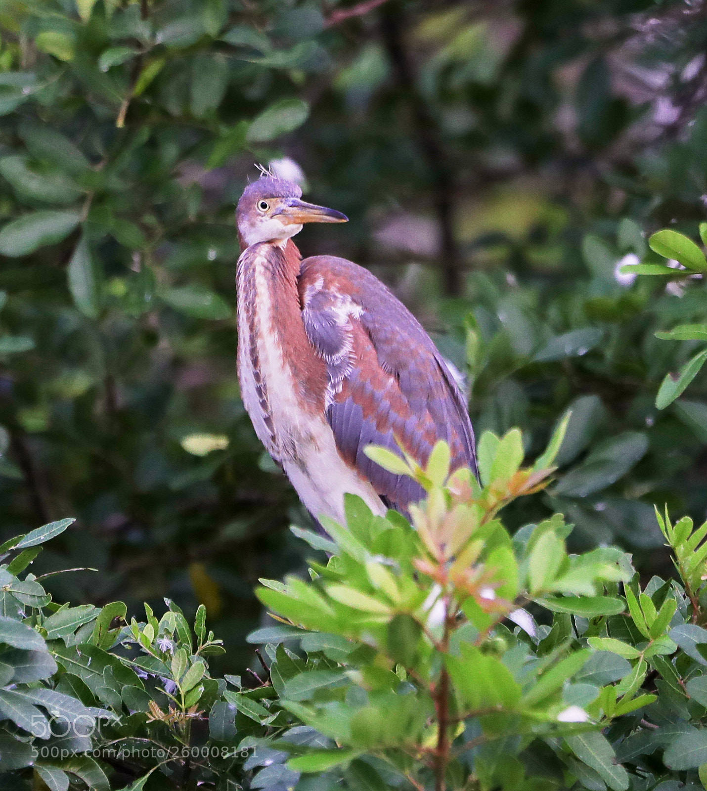 Canon EOS-1D X Mark II sample photo. 05-29-18-0020266.jpg photography
