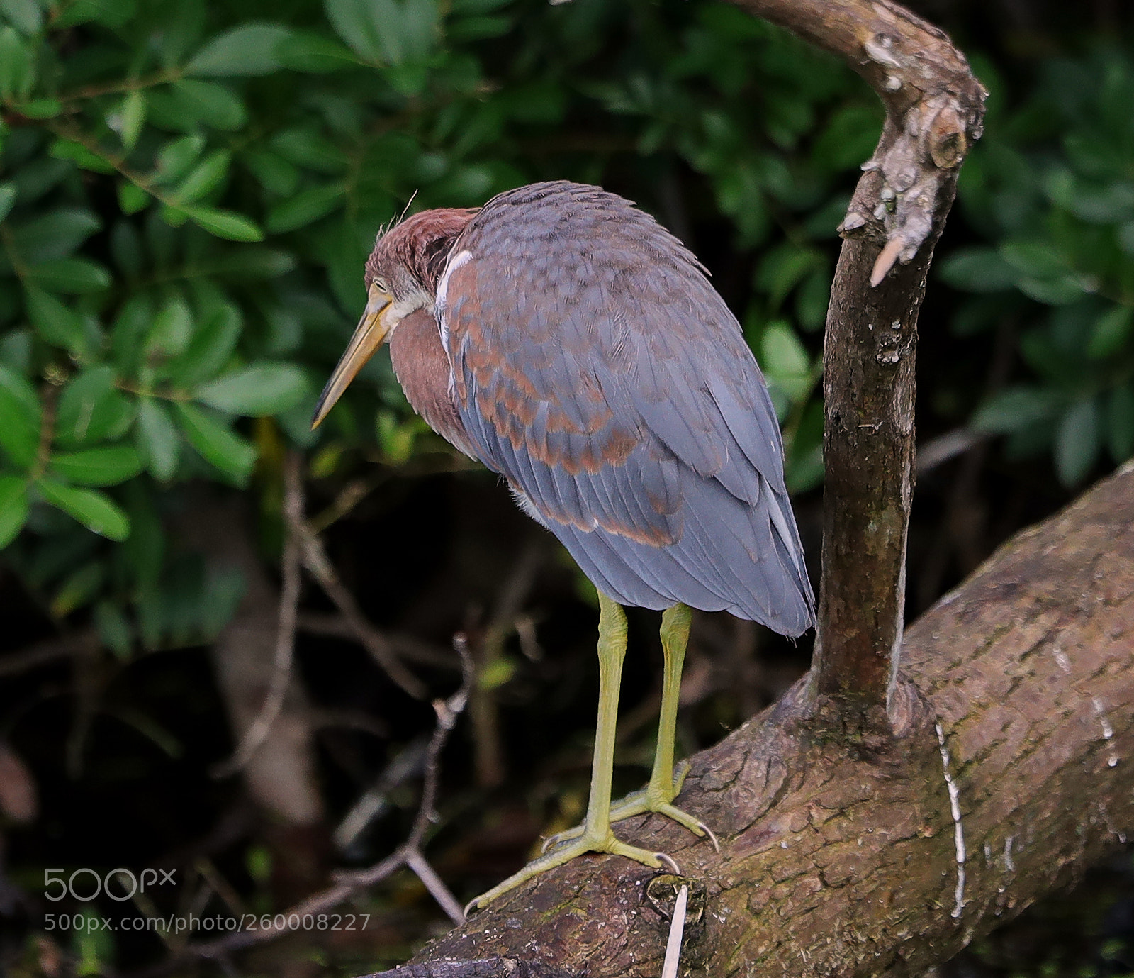 Canon EOS-1D X Mark II sample photo. 05-29-18-0020286.jpg photography