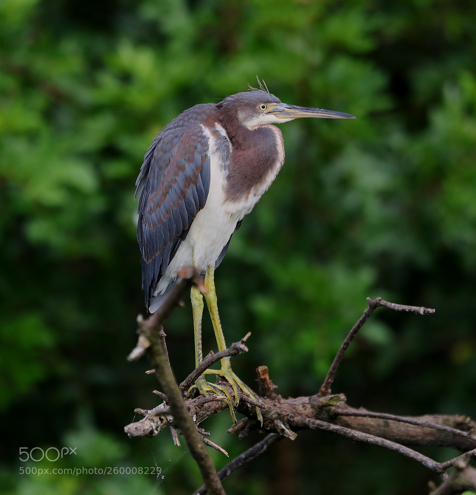 Canon EOS-1D X Mark II sample photo. 05-29-18-0020287.jpg photography