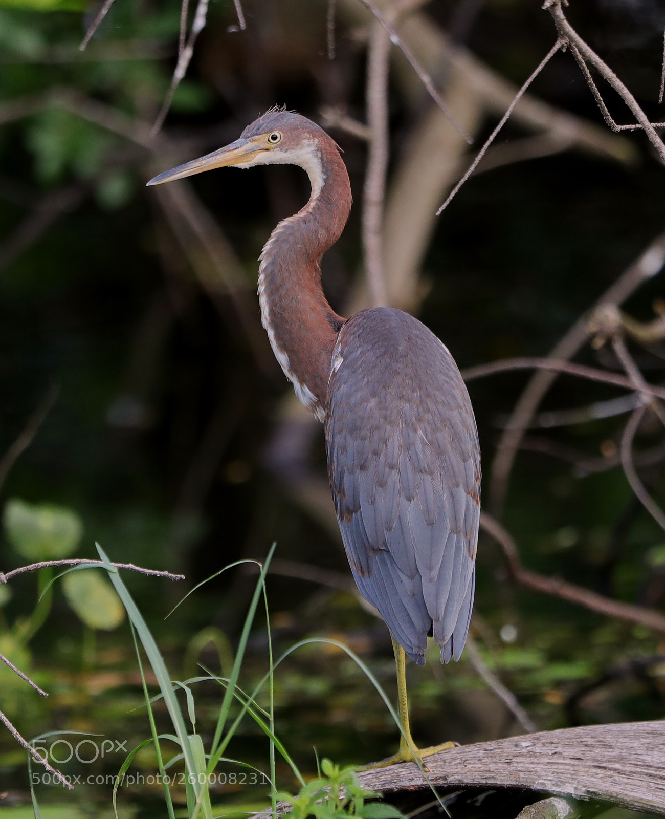 Canon EOS-1D X Mark II sample photo. 05-29-18-0020293.jpg photography