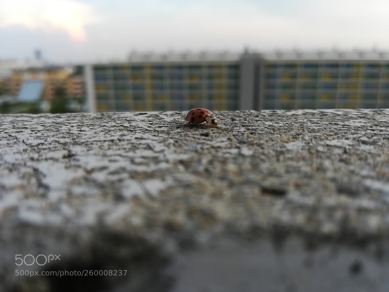 HUAWEI P10 lite sample photo. Boring-picture photography