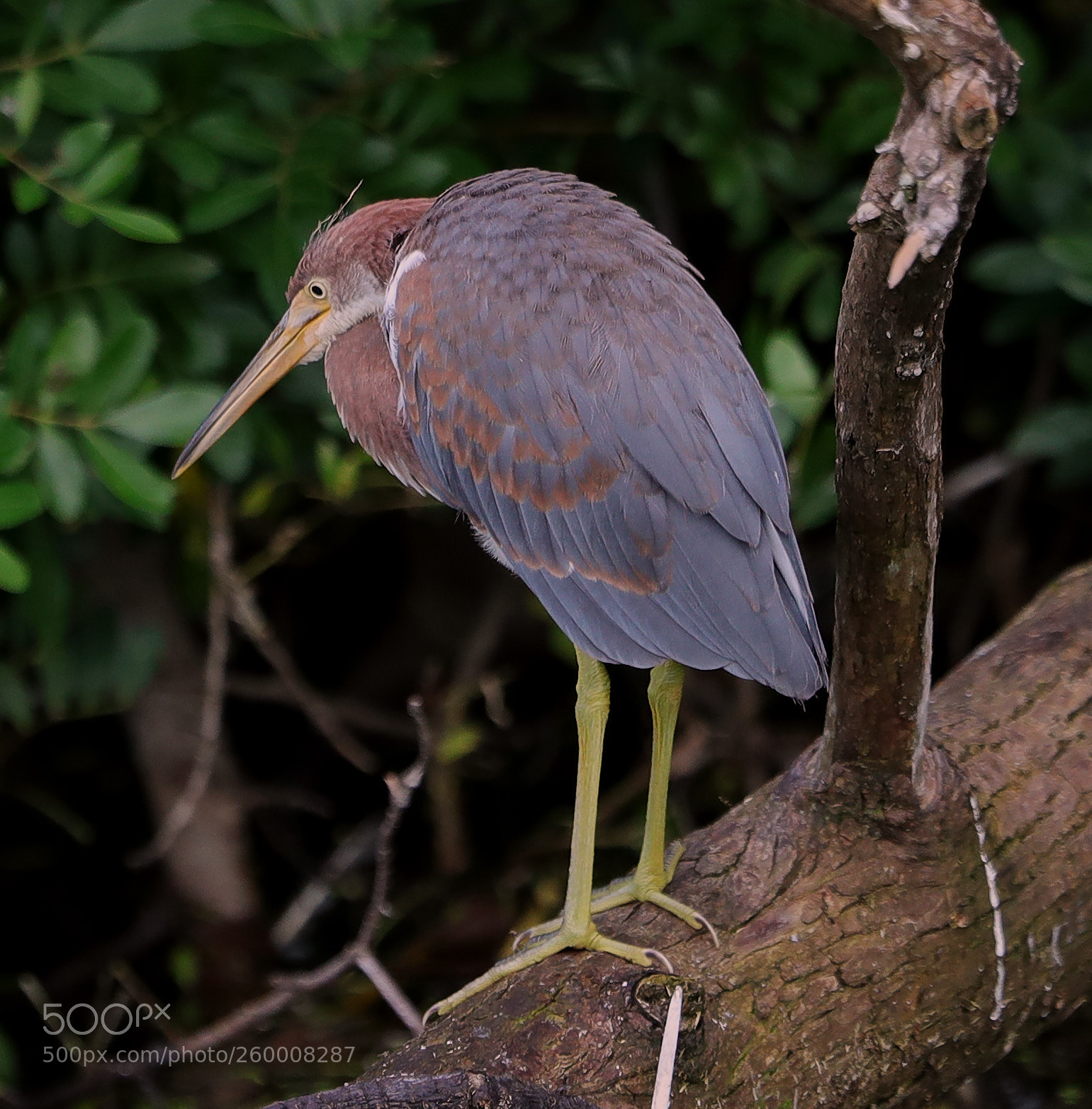 Canon EOS-1D X Mark II sample photo. 05-29-18-0020283.jpg photography