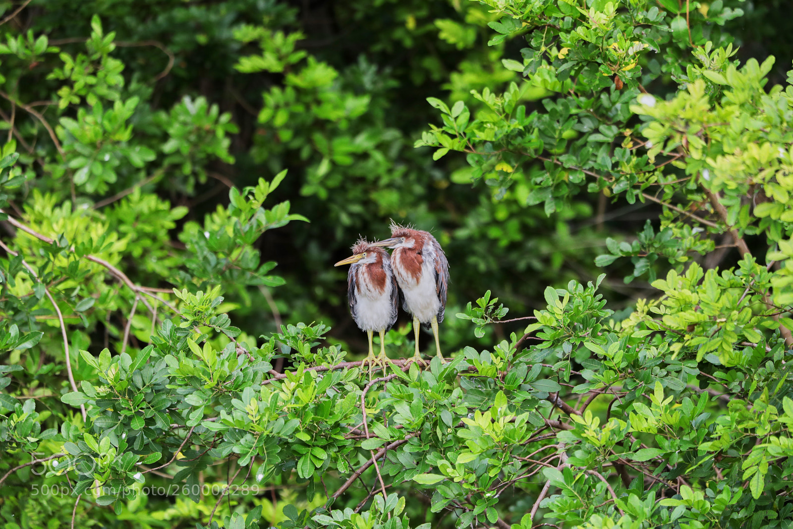 Canon EOS-1D X Mark II sample photo. 05-29-18-0020282.jpg photography