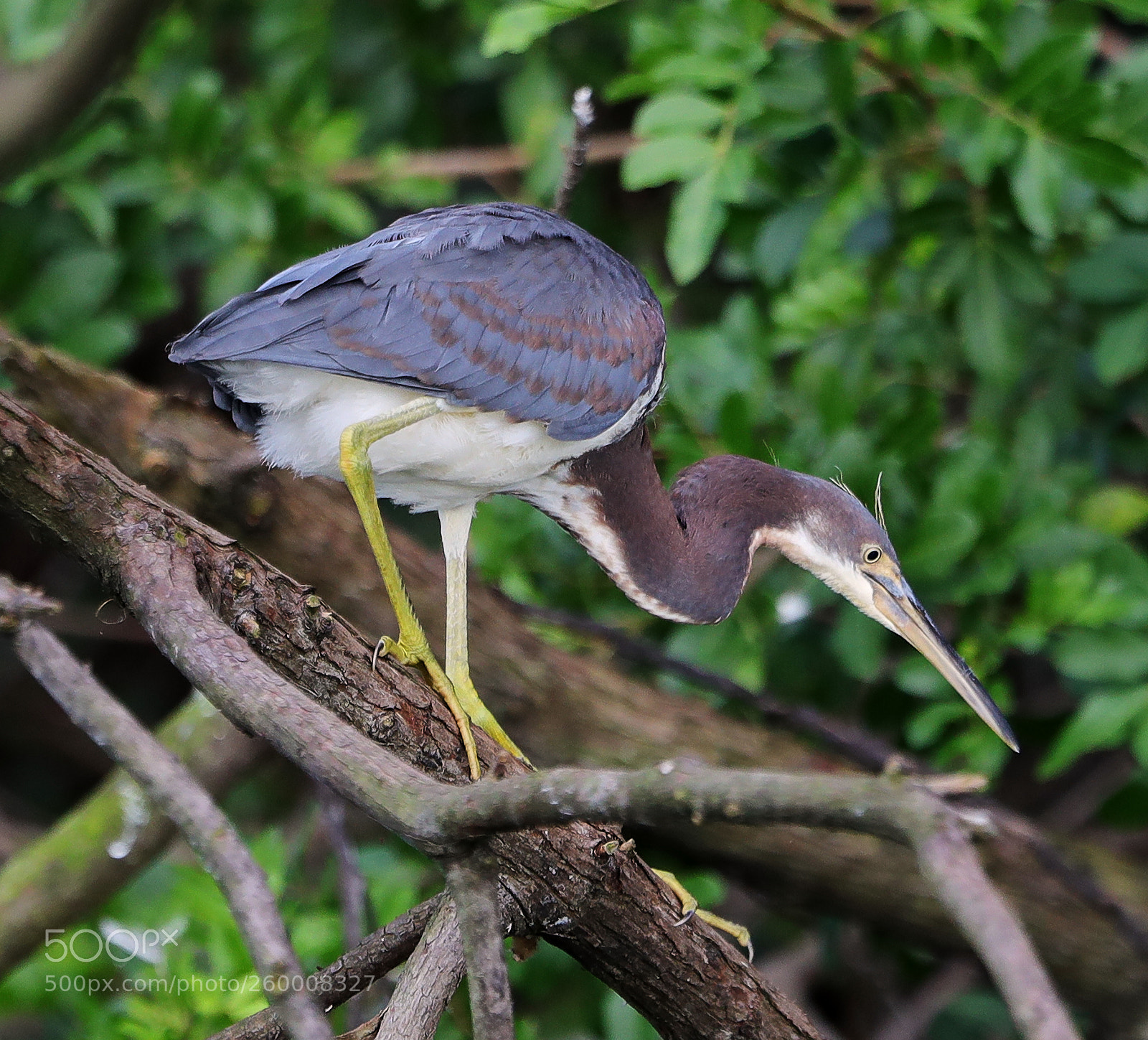 Canon EOS-1D X Mark II sample photo. 05-29-18-0020276.jpg photography