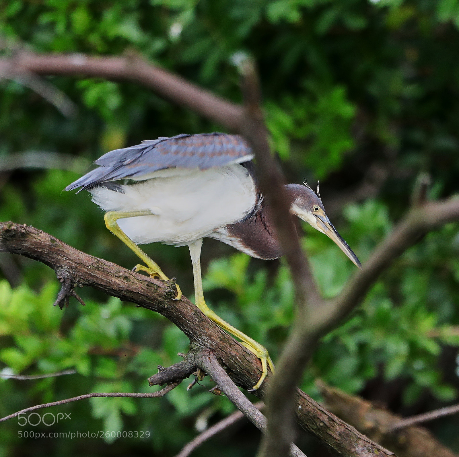 Canon EOS-1D X Mark II sample photo. 05-29-18-0020278.jpg photography