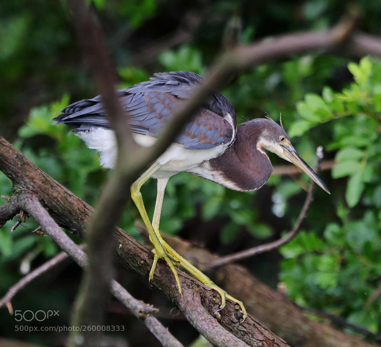 Canon EOS-1D X Mark II sample photo. 05-29-18-0020277.jpg photography