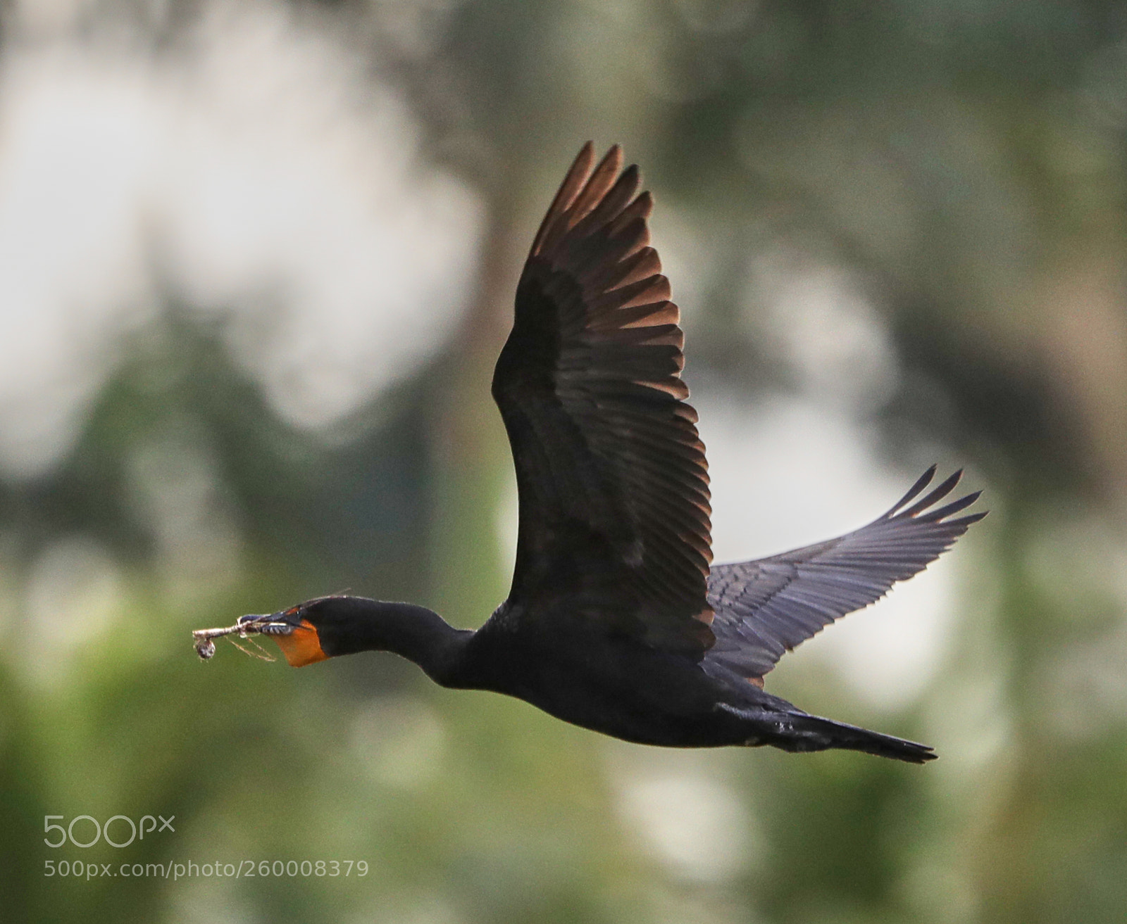 Canon EOS-1D X Mark II sample photo. 05-29-18-0020262.jpg photography