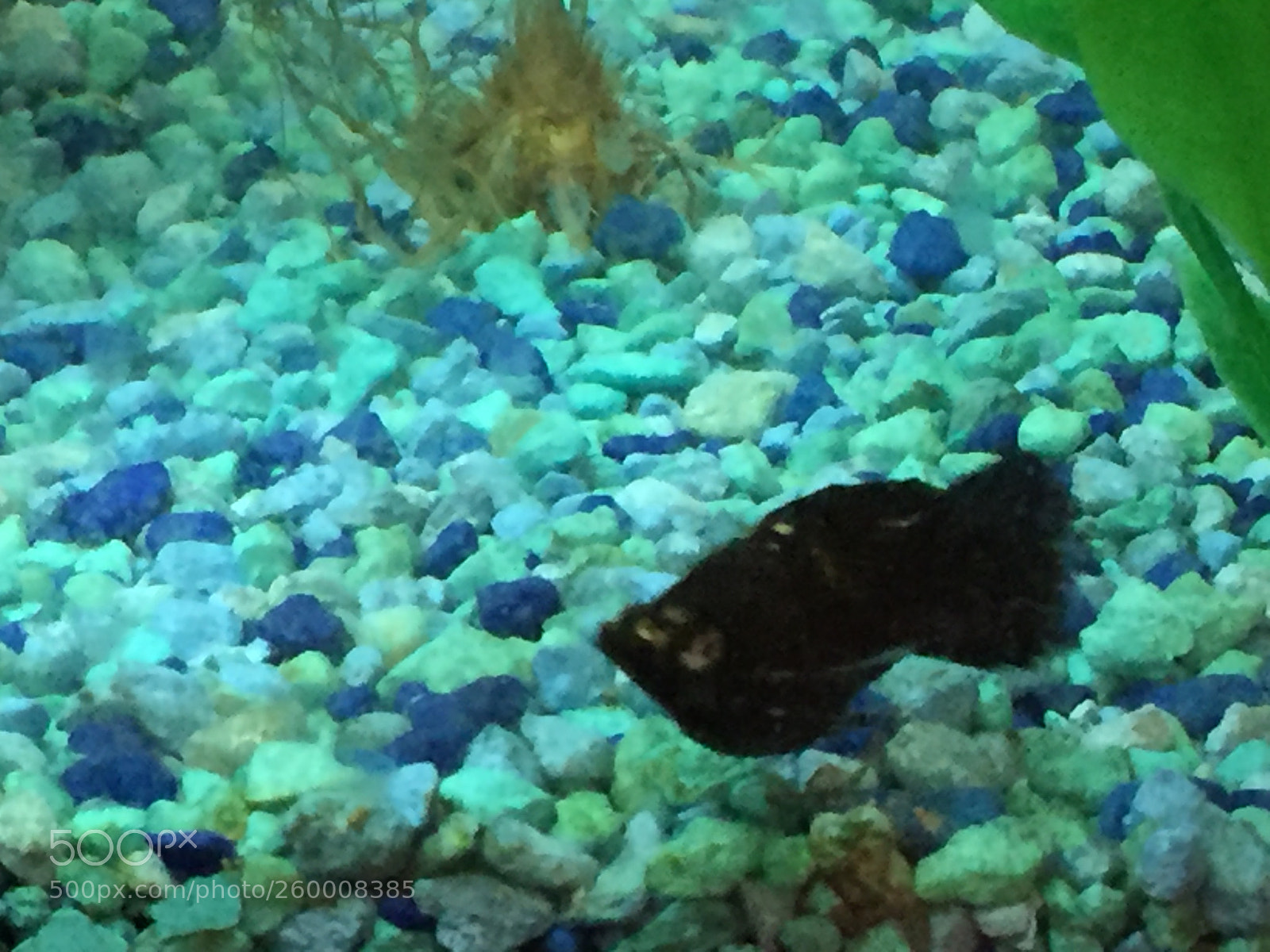 Apple iPhone 6 sample photo. Img photography