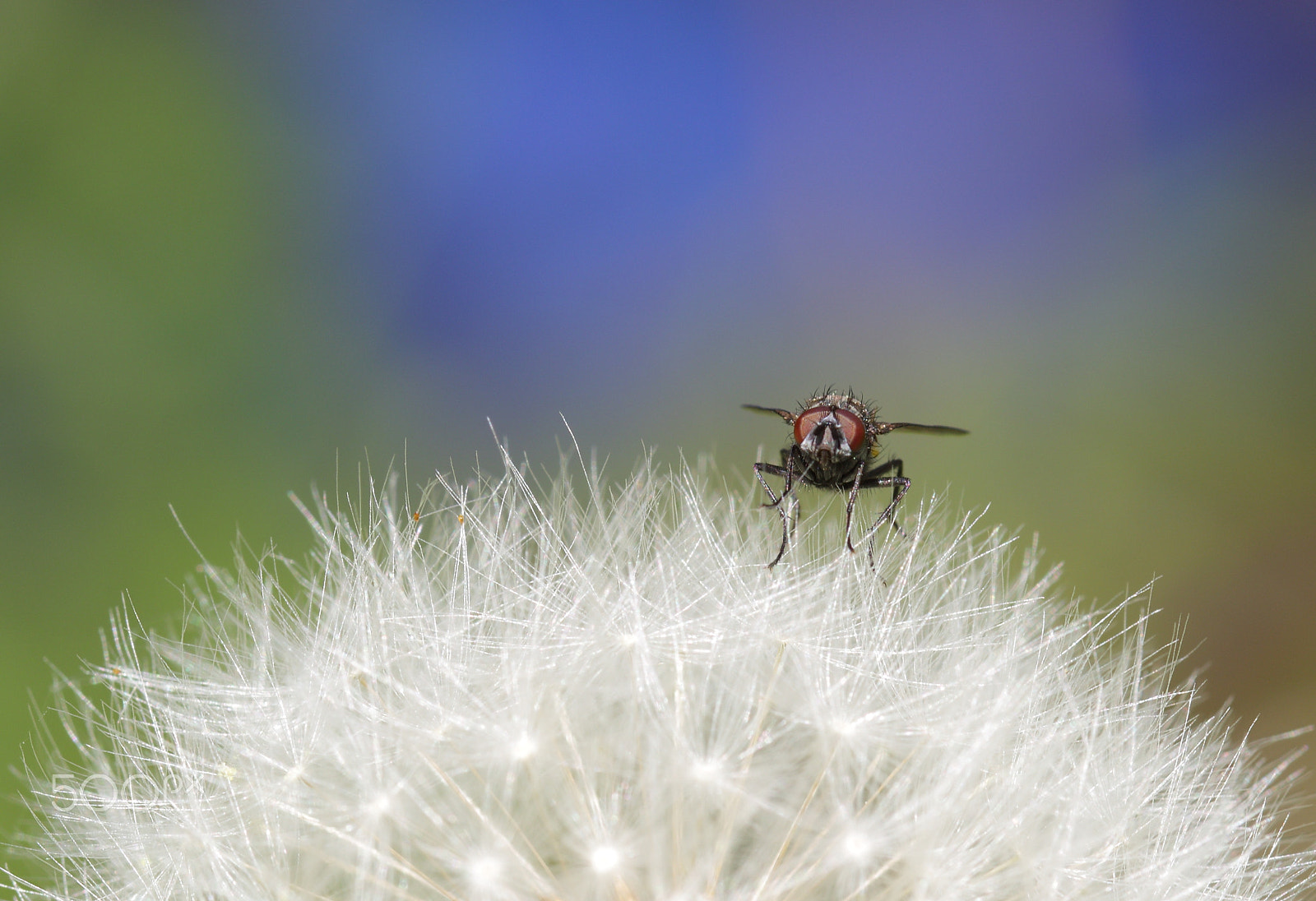 Canon EF 100mm F2.8L Macro IS USM sample photo. Dandelion on a fly. photography