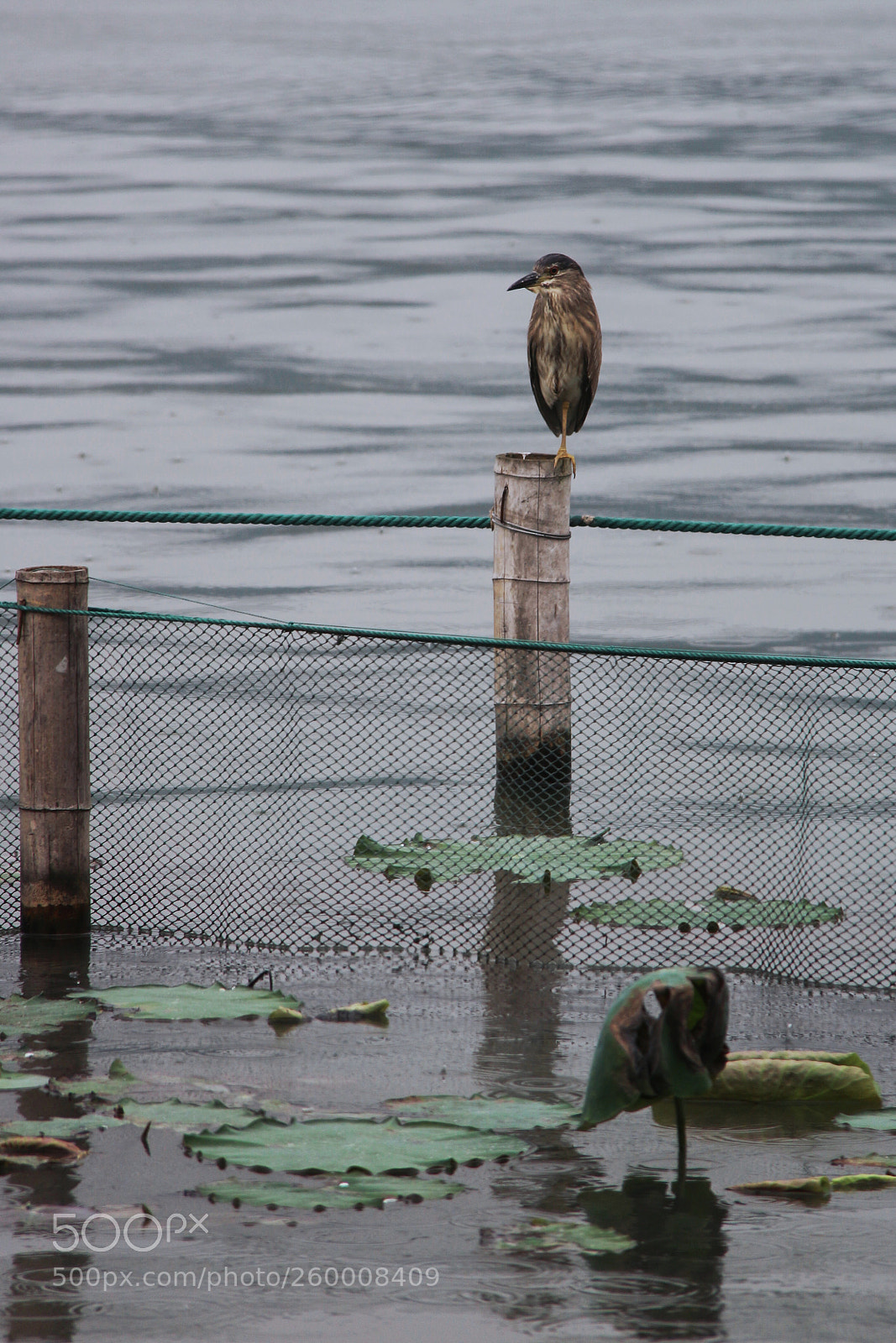 Canon EOS 100D (EOS Rebel SL1 / EOS Kiss X7) sample photo. 阴天日易昏 photography