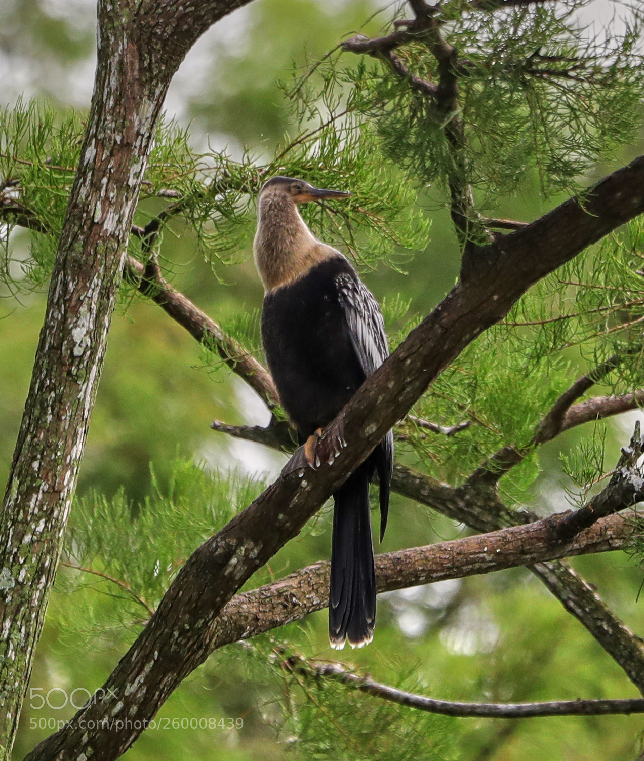 Canon EOS-1D X Mark II sample photo. 05-29-18-0020245.jpg photography