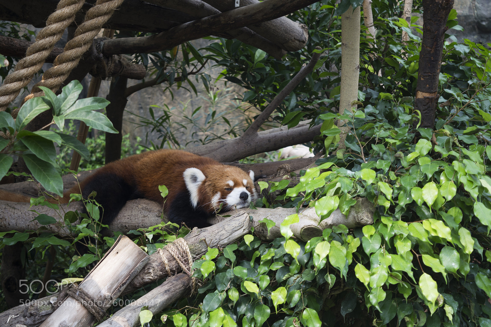 Nikon D5200 sample photo. Red panda photography