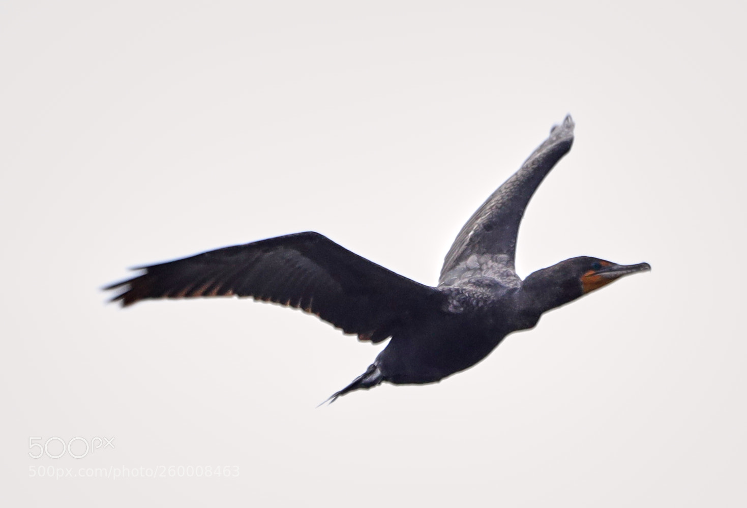 Canon EOS-1D X Mark II sample photo. 05-29-18-0020244.jpg photography