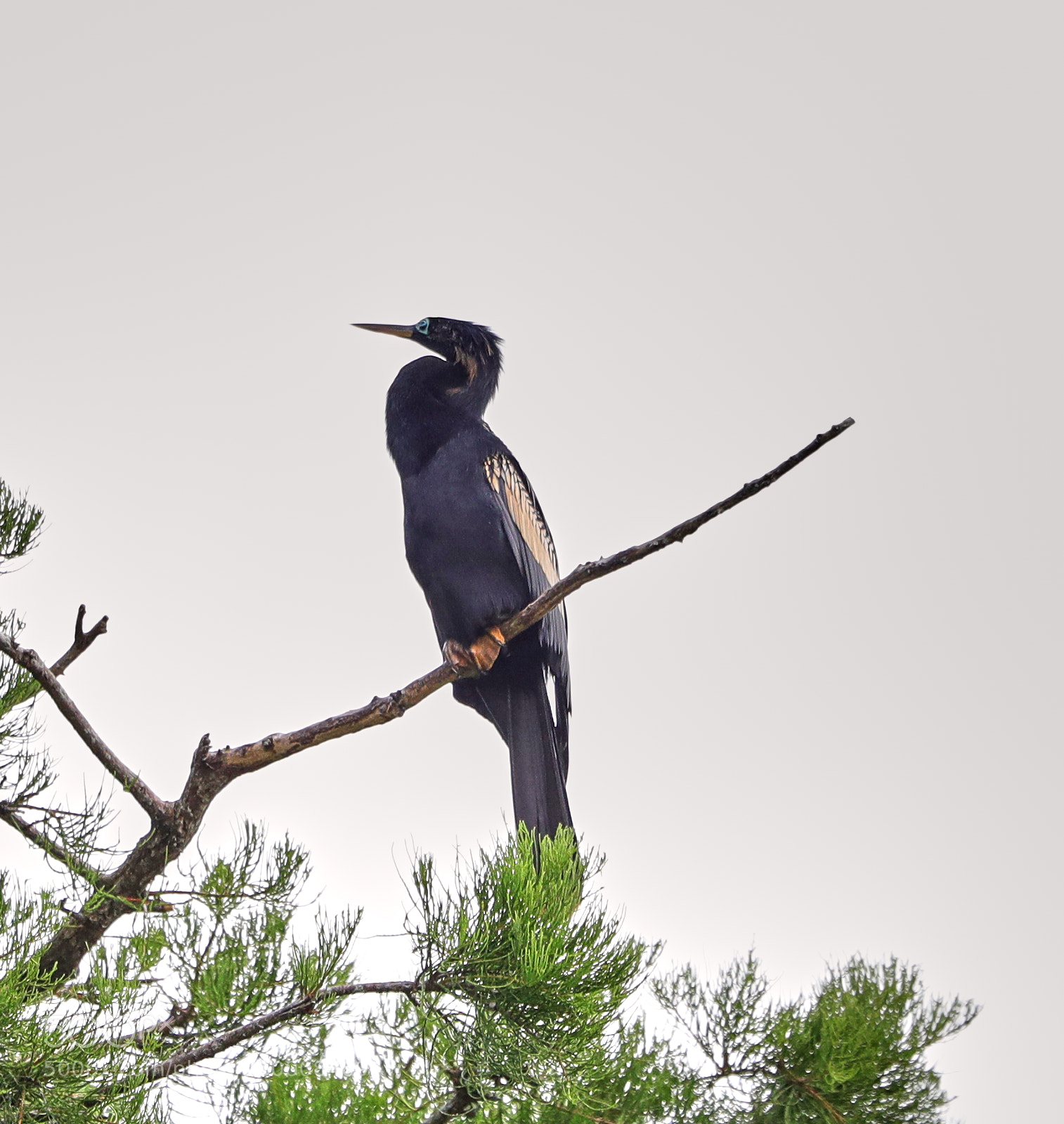 Canon EOS-1D X Mark II sample photo. 05-29-18-0020241.jpg photography