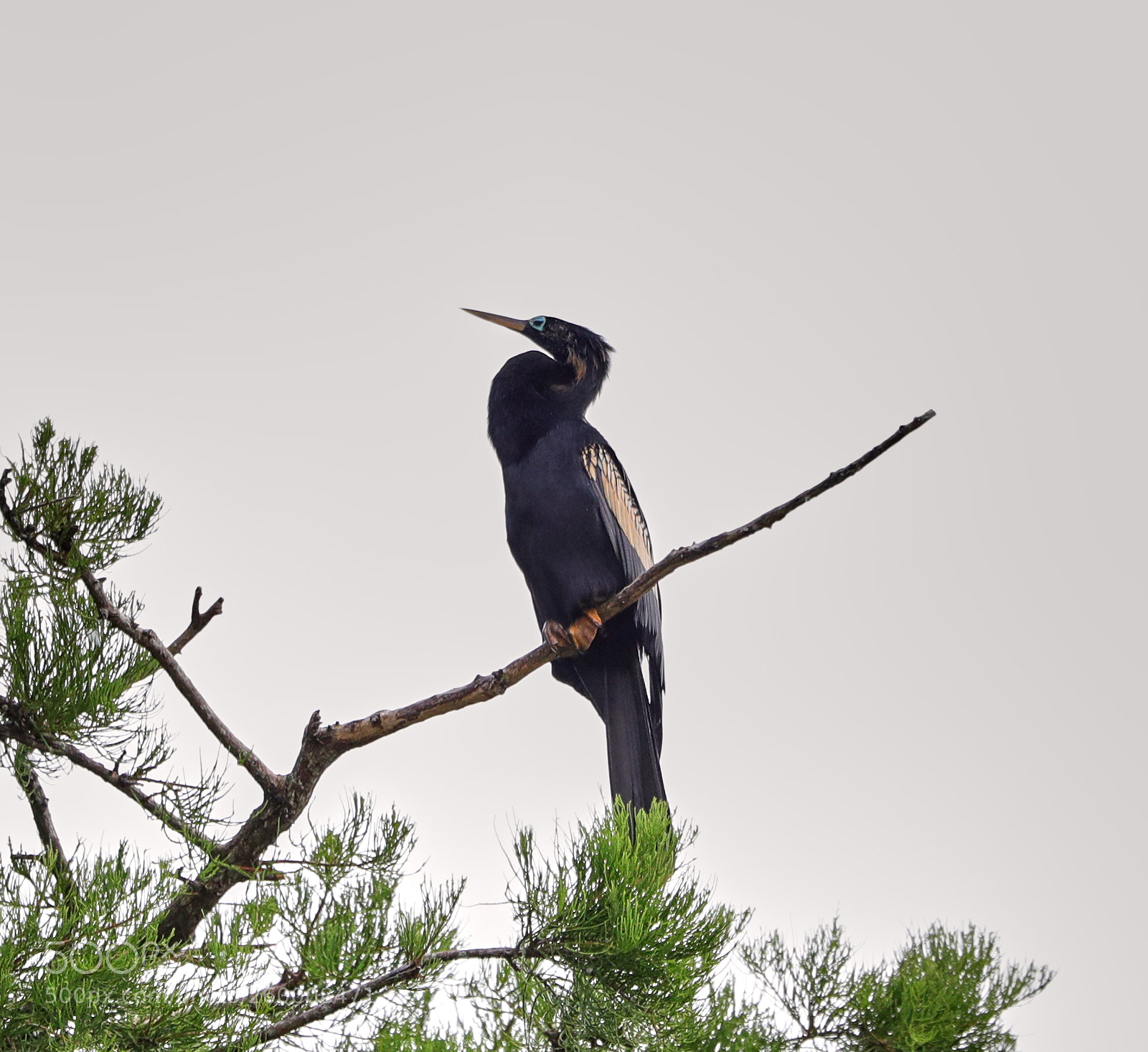 Canon EOS-1D X Mark II sample photo. 05-29-18-0020240.jpg photography