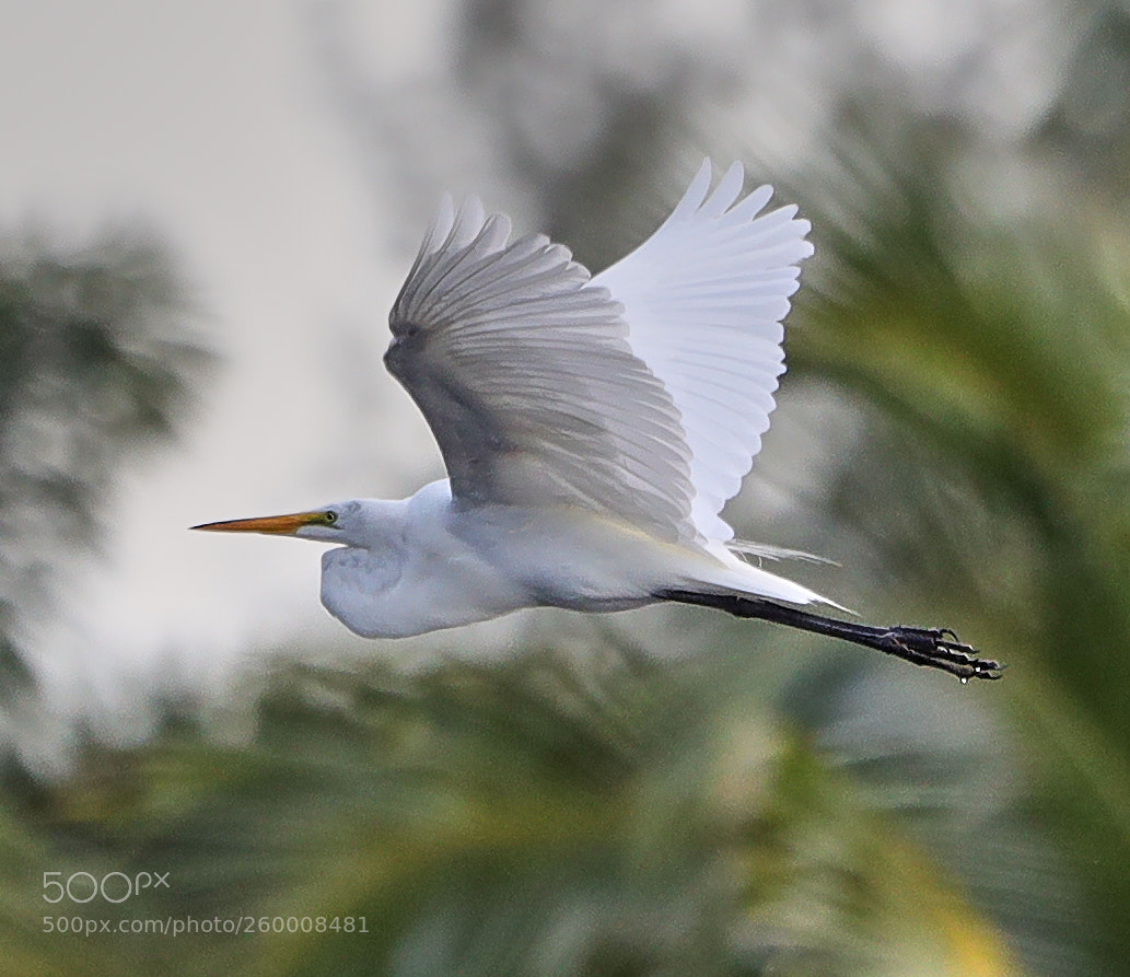 Canon EOS-1D X Mark II sample photo. 05-29-18-0020253.jpg photography